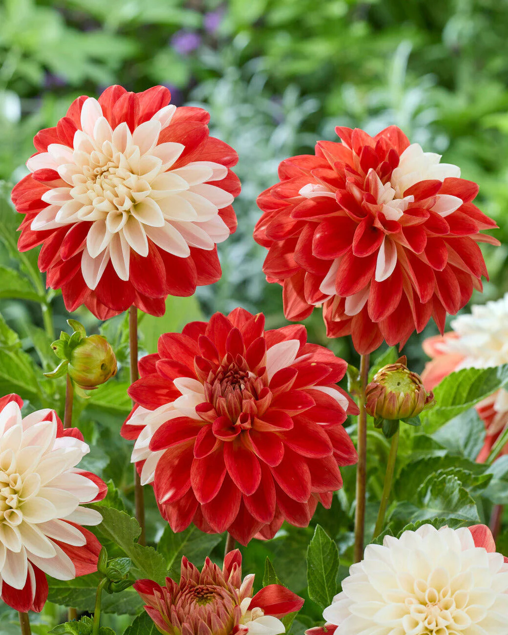 Dahlia 'Tangerine Sorbet'