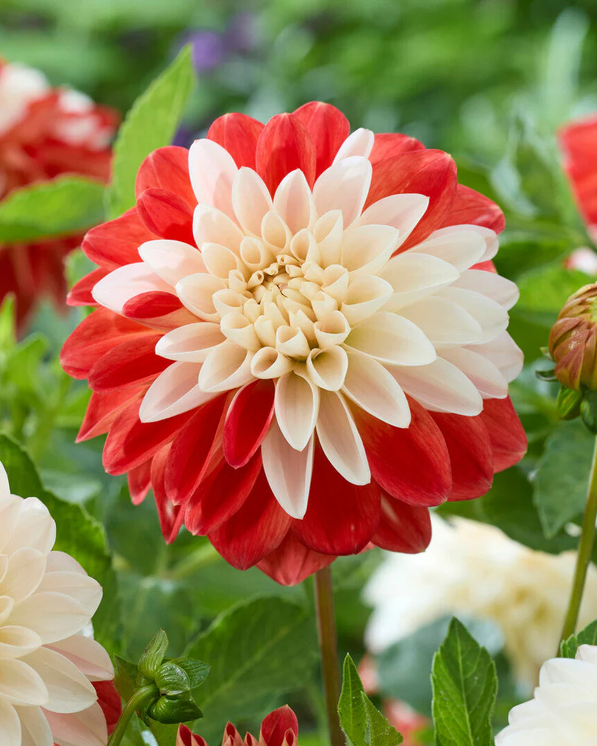 Dahlia 'Tangerine Sorbet' - Image 2