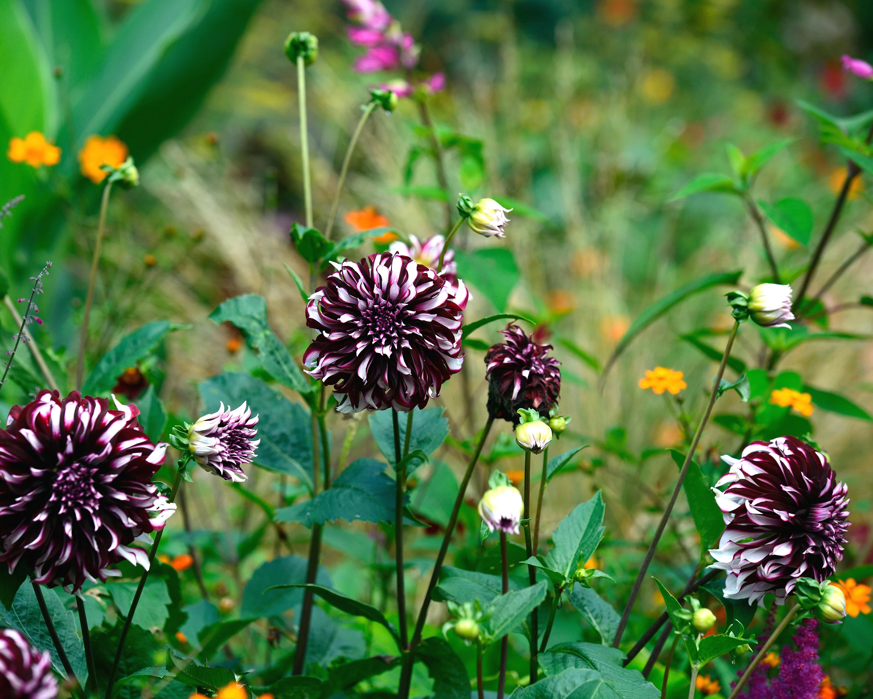 Dahlia 'Tartan' - Image 10