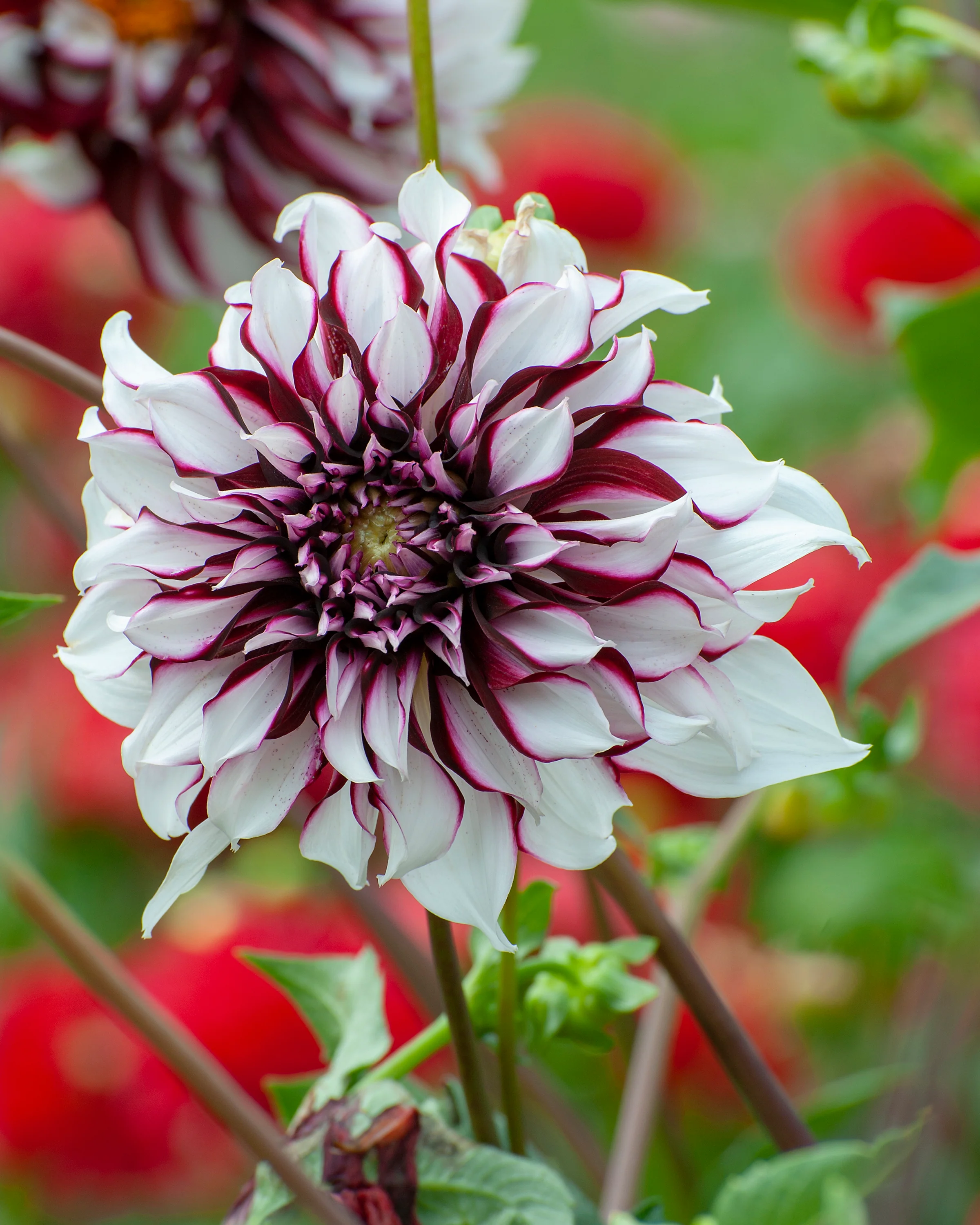 Dahlia 'Tartan' - Image 5