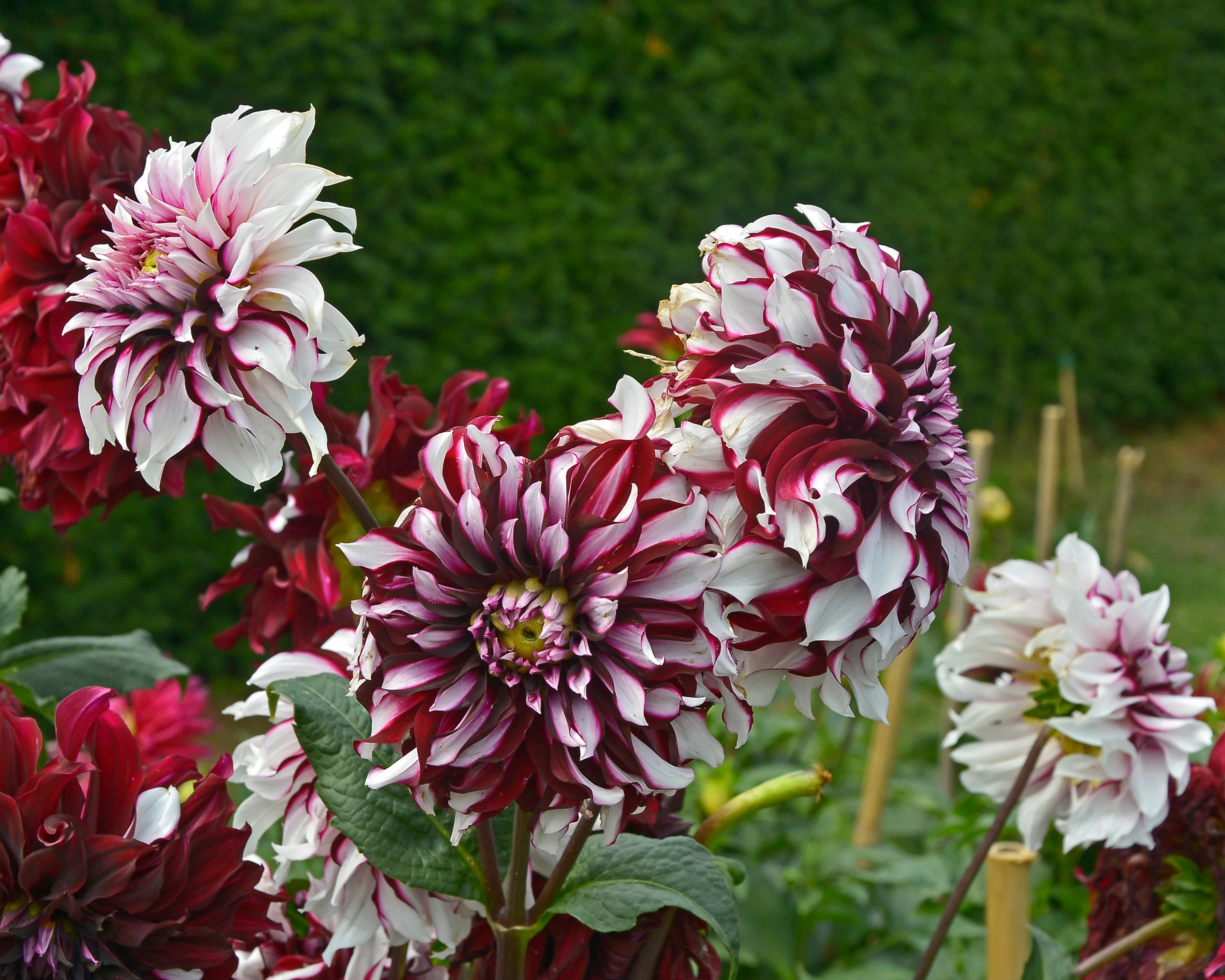 Dahlia 'Tartan' - Image 6