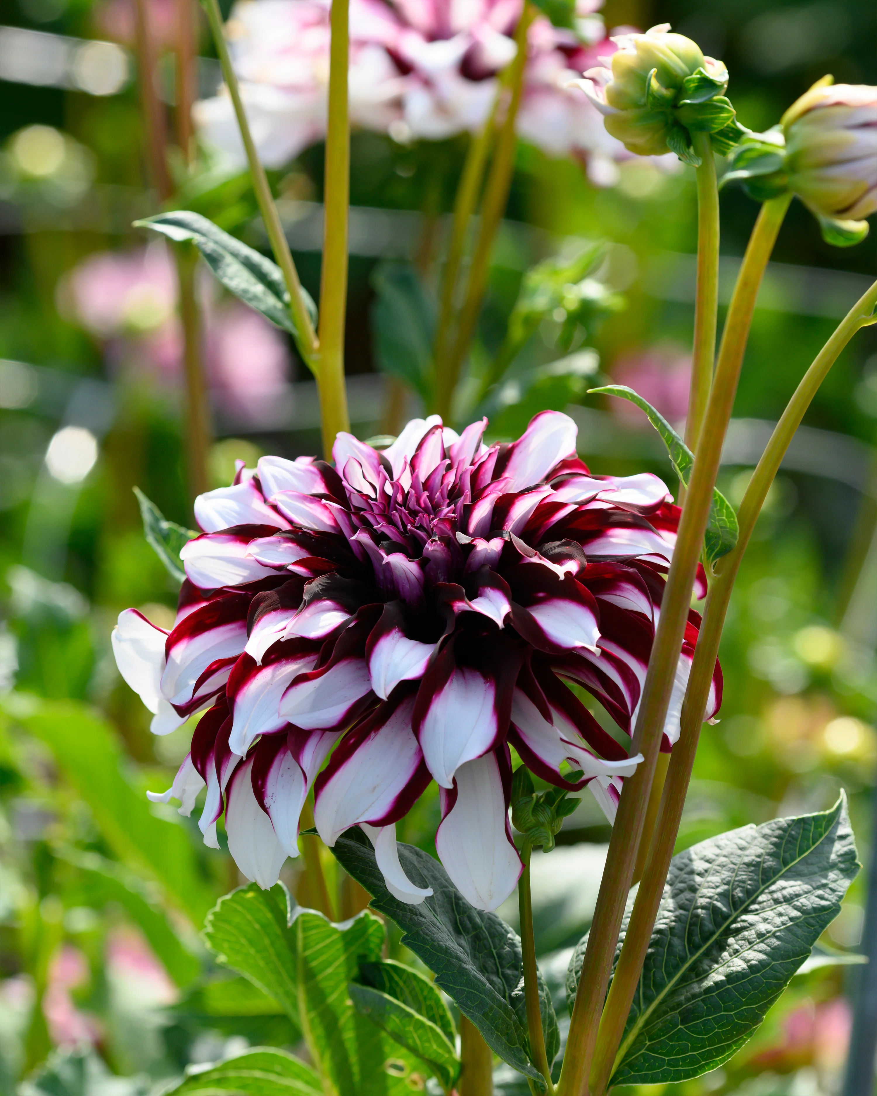 Dahlia 'Tartan' - Image 8