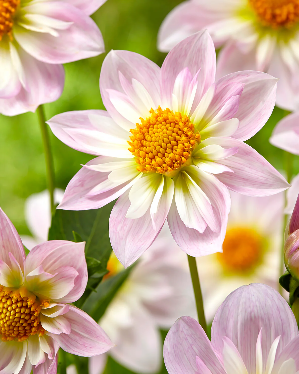 Dahlia 'Teesbrooke Audrey' - Image 3
