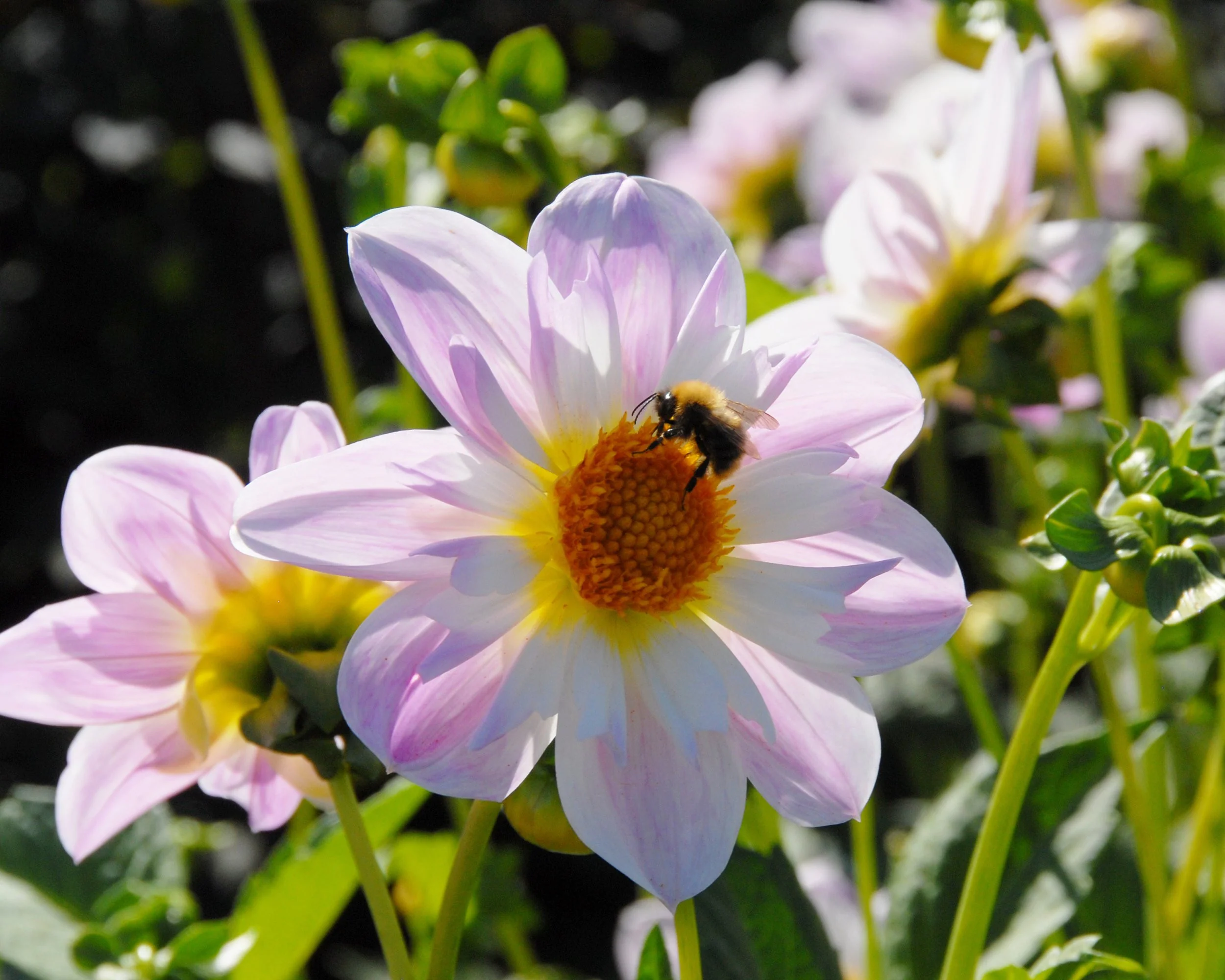 Dahlia 'Teesbrooke Audrey' - Image 4