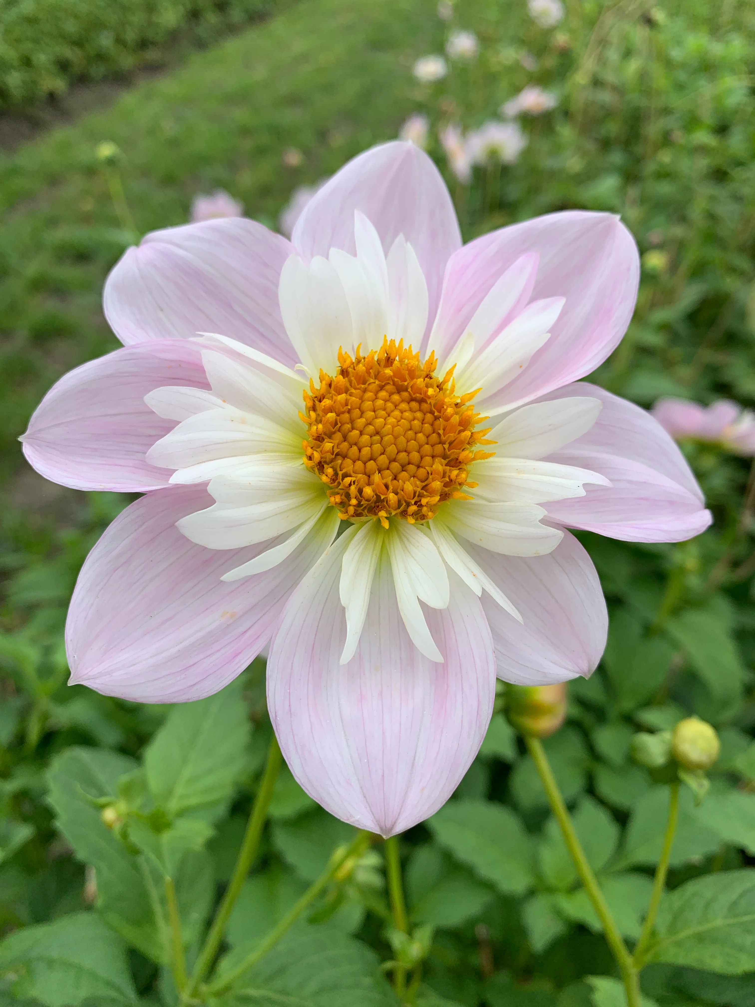 Dahlia 'Teesbrooke Audrey' - Image 8