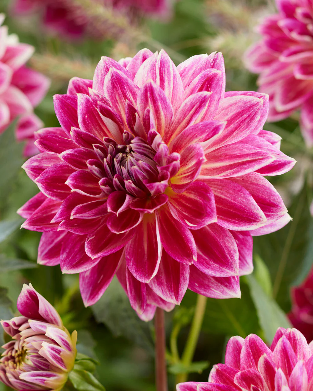 Dahlia 'Temple of Beauty'