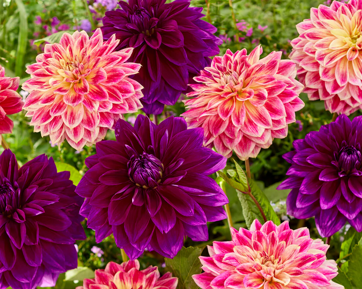 Dahlia 'Temple of Beauty' - Image 3