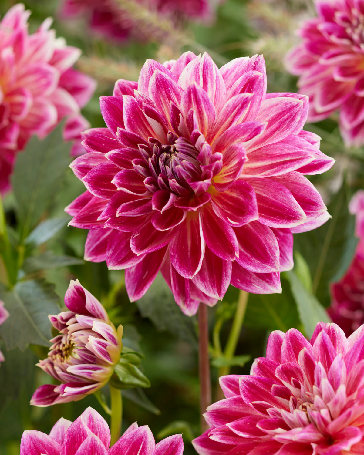 Dahlia 'Temple of Beauty' - Image 6