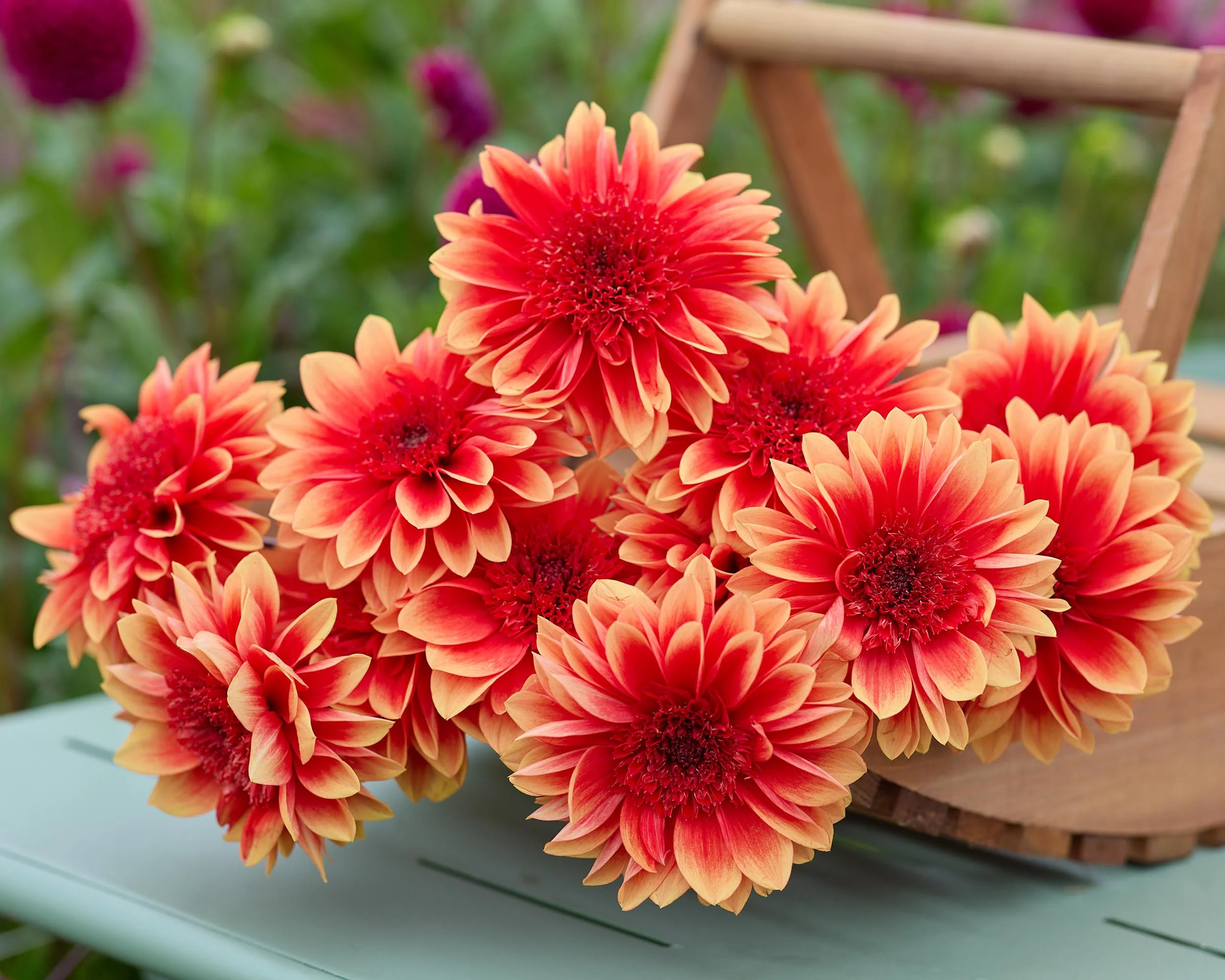 Dahlia 'Teun' - Image 2