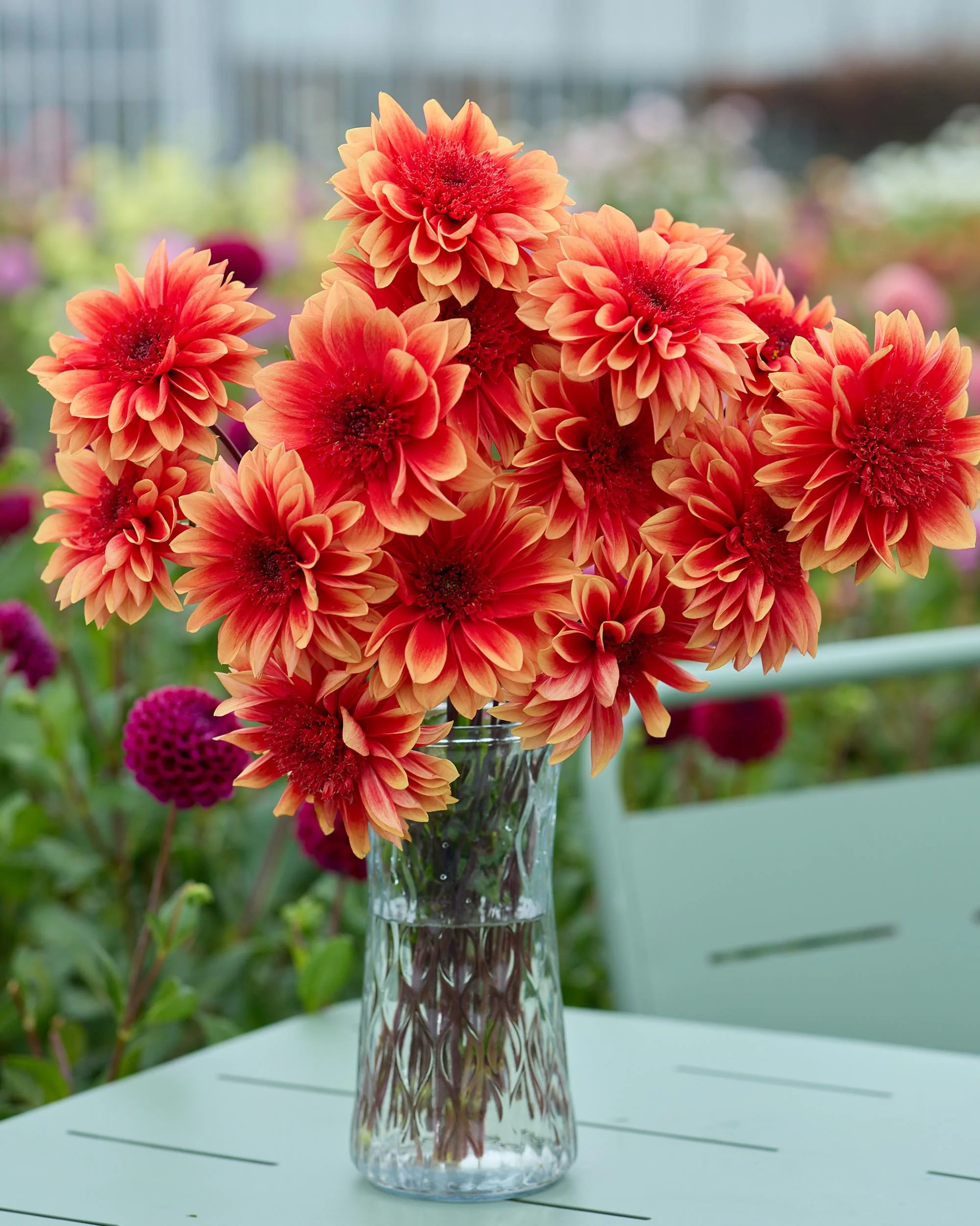 Dahlia 'Teun' - Image 3
