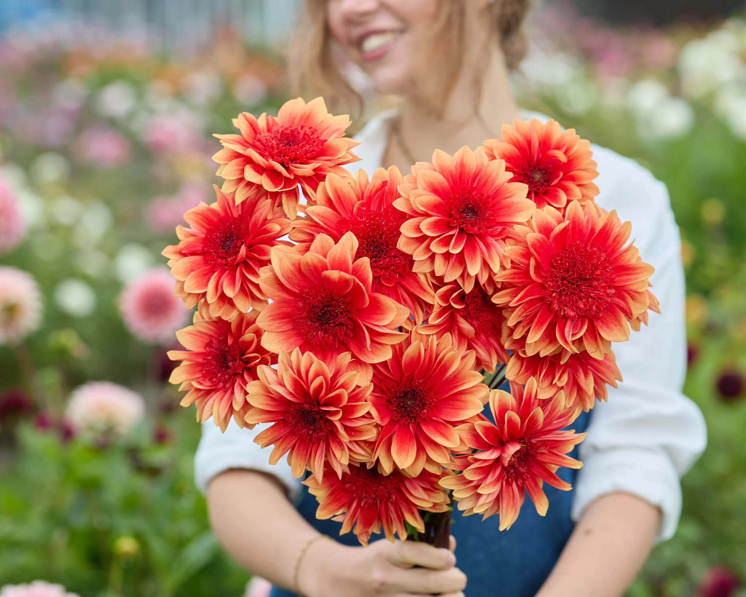 Dahlia 'Teun' - Image 4