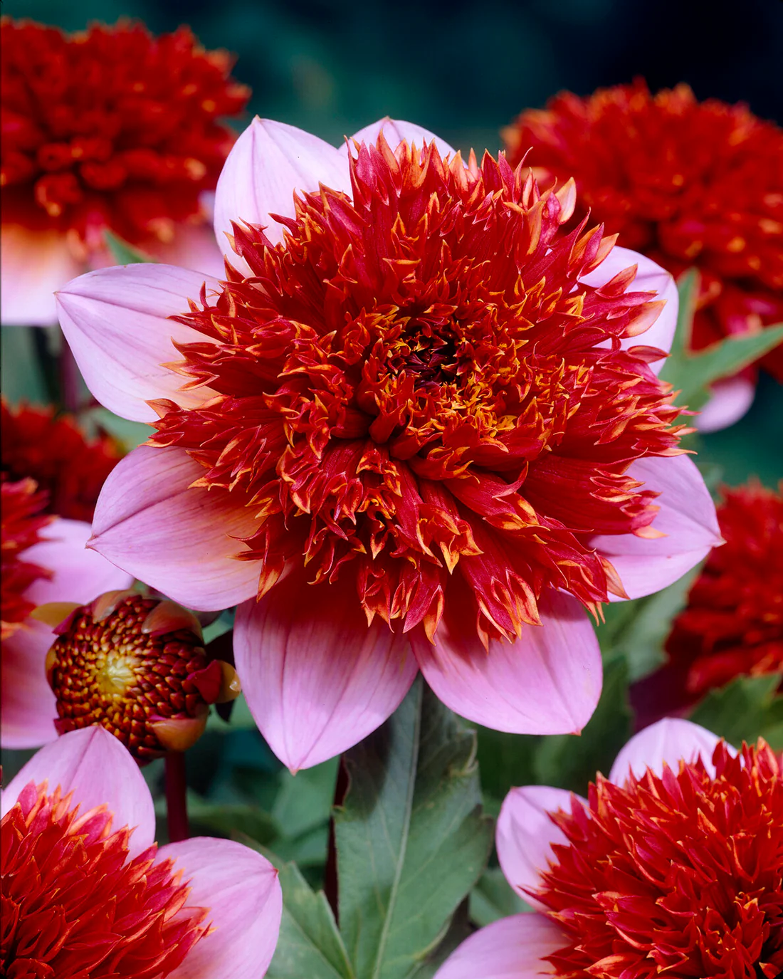 Dahlia 'The Phantom'