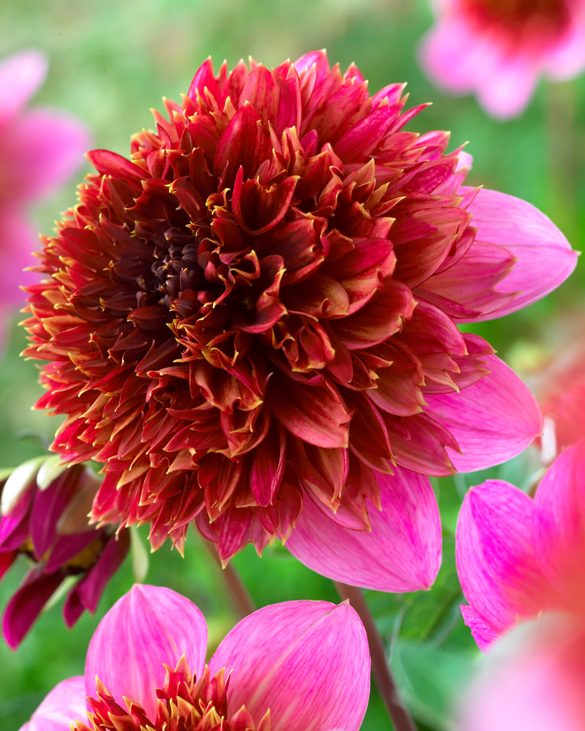 Dahlia 'The Phantom' - Image 4