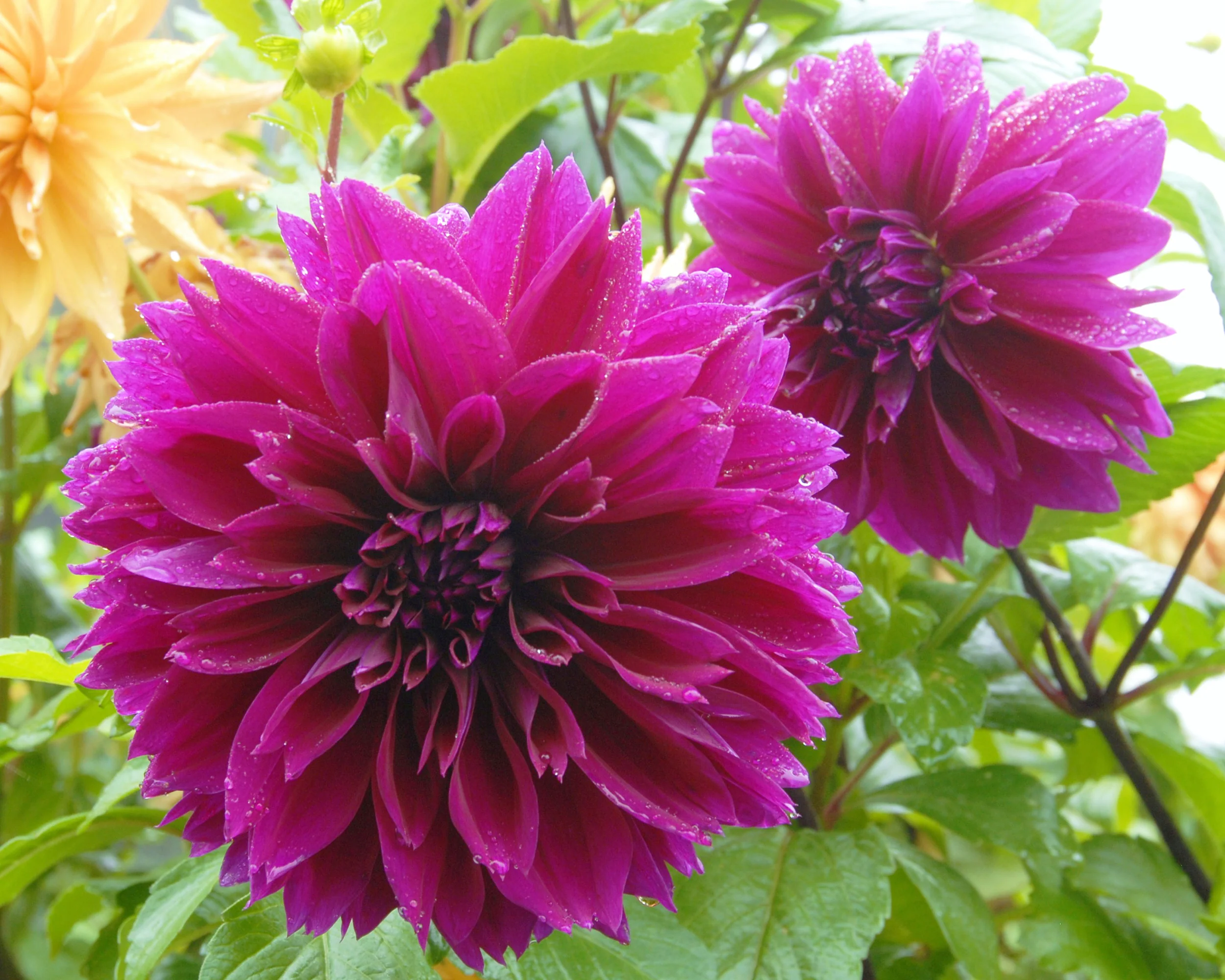 Dahlia 'Thomas A. Edison' - Image 2