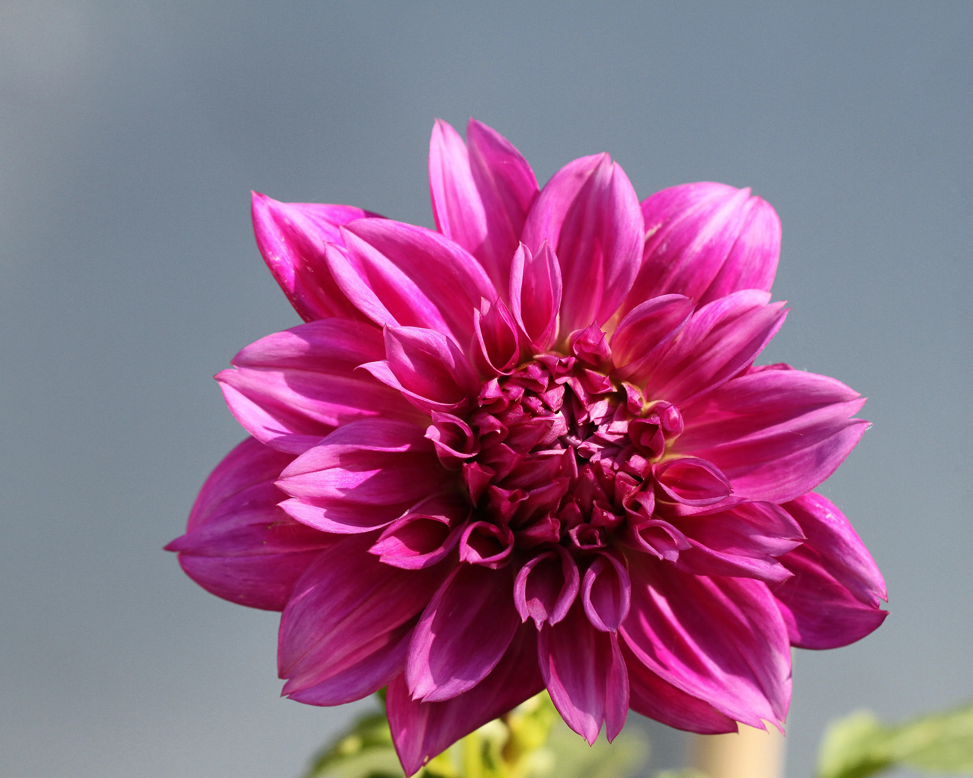 Dahlia 'Thomas A. Edison' - Image 5