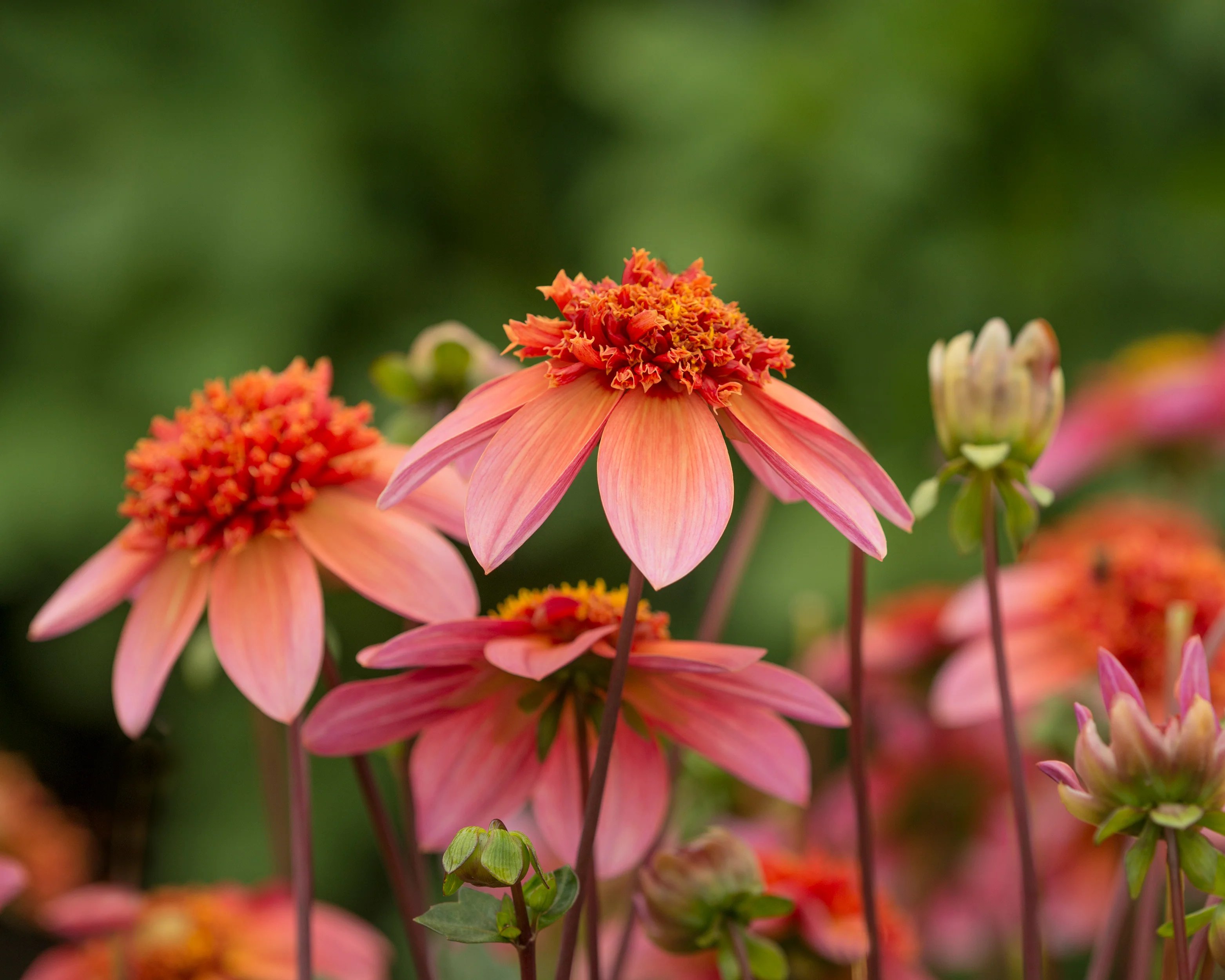 Dahlia 'Totally Tangerine' - Image 6