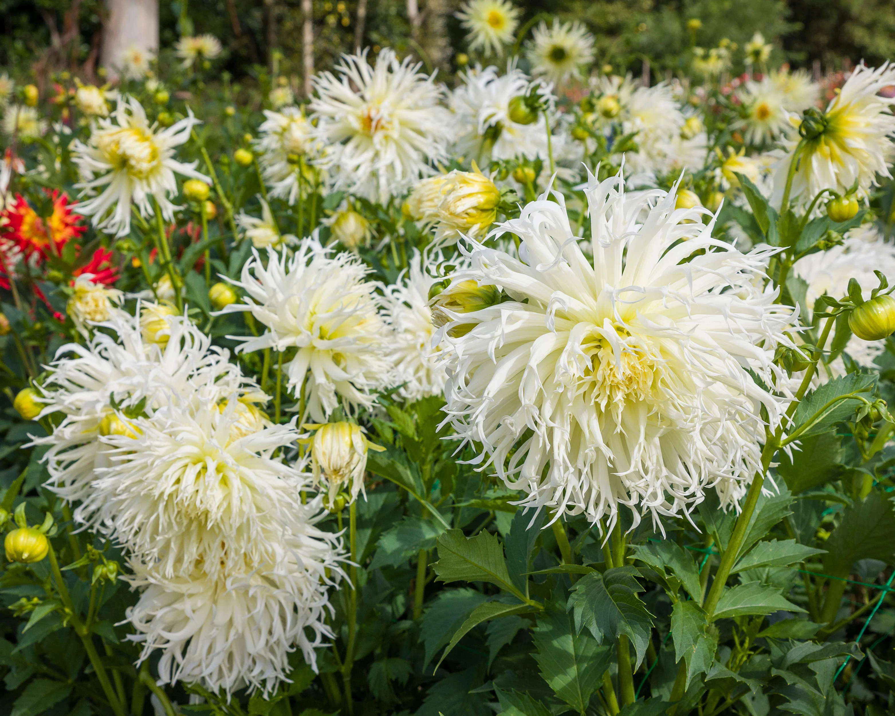 Dahlia 'Tsuki-yori-no-shisha' - Image 2