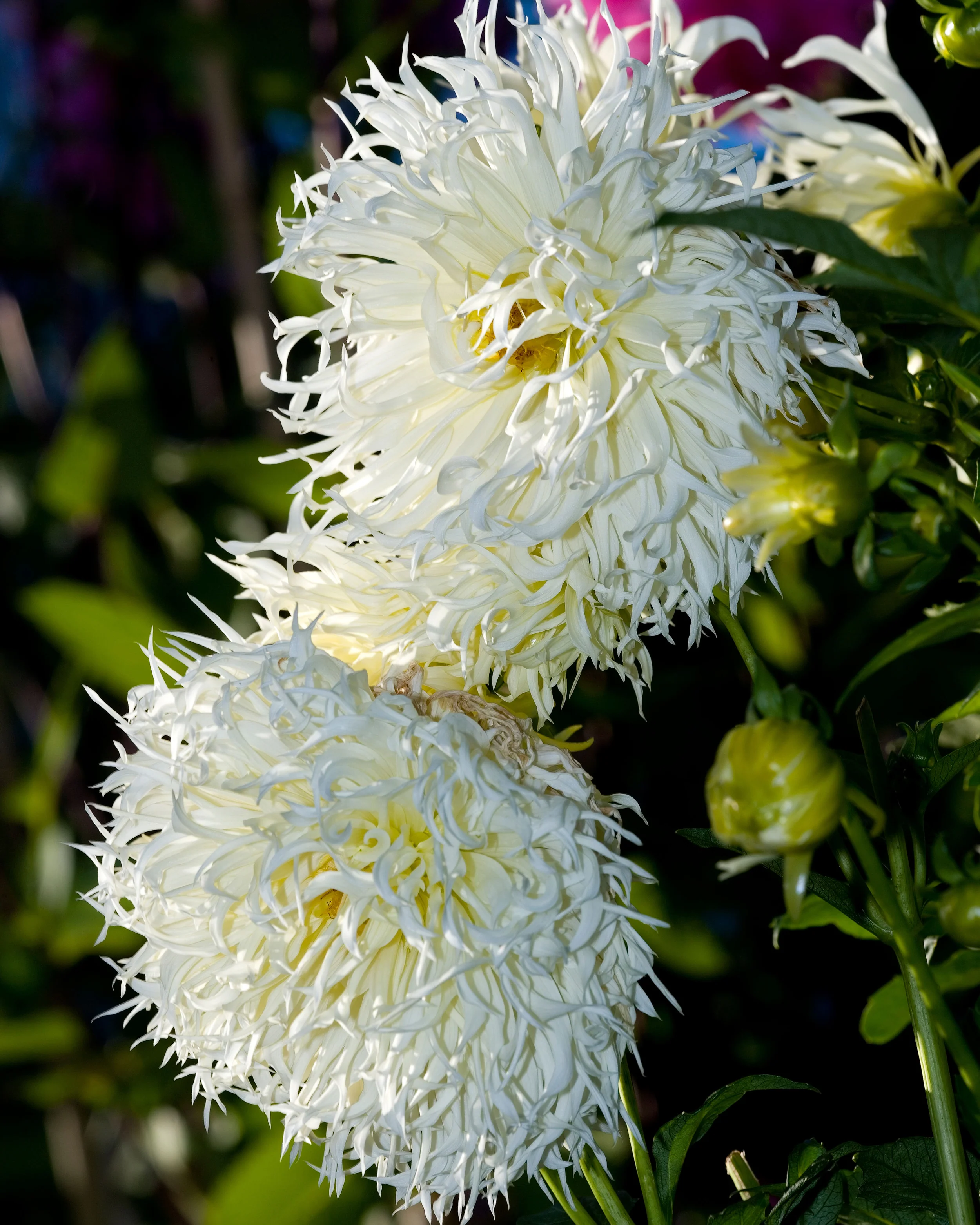 Dahlia 'Tsuki-yori-no-shisha' - Image 6