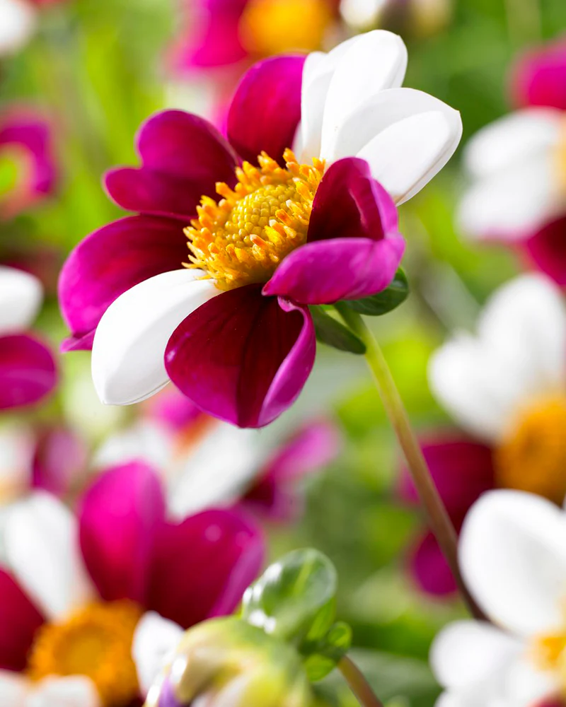 Dahlia 'Twyning's Smartie' - Image 3