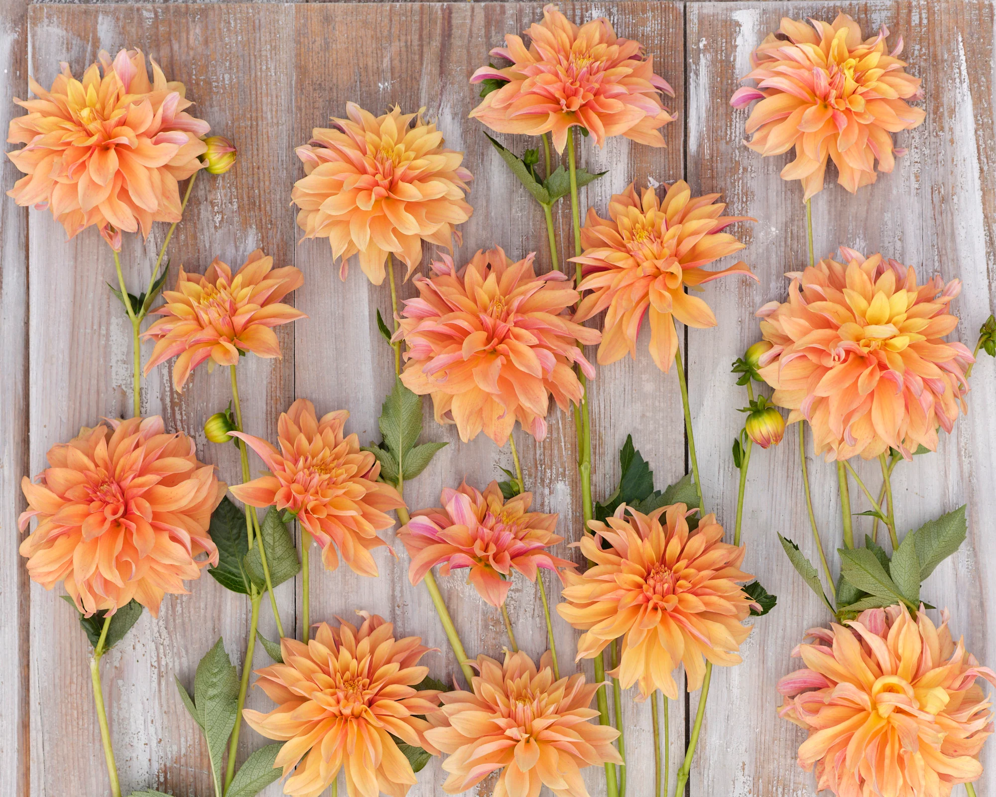 Dahlia 'Tyrell' - Image 2