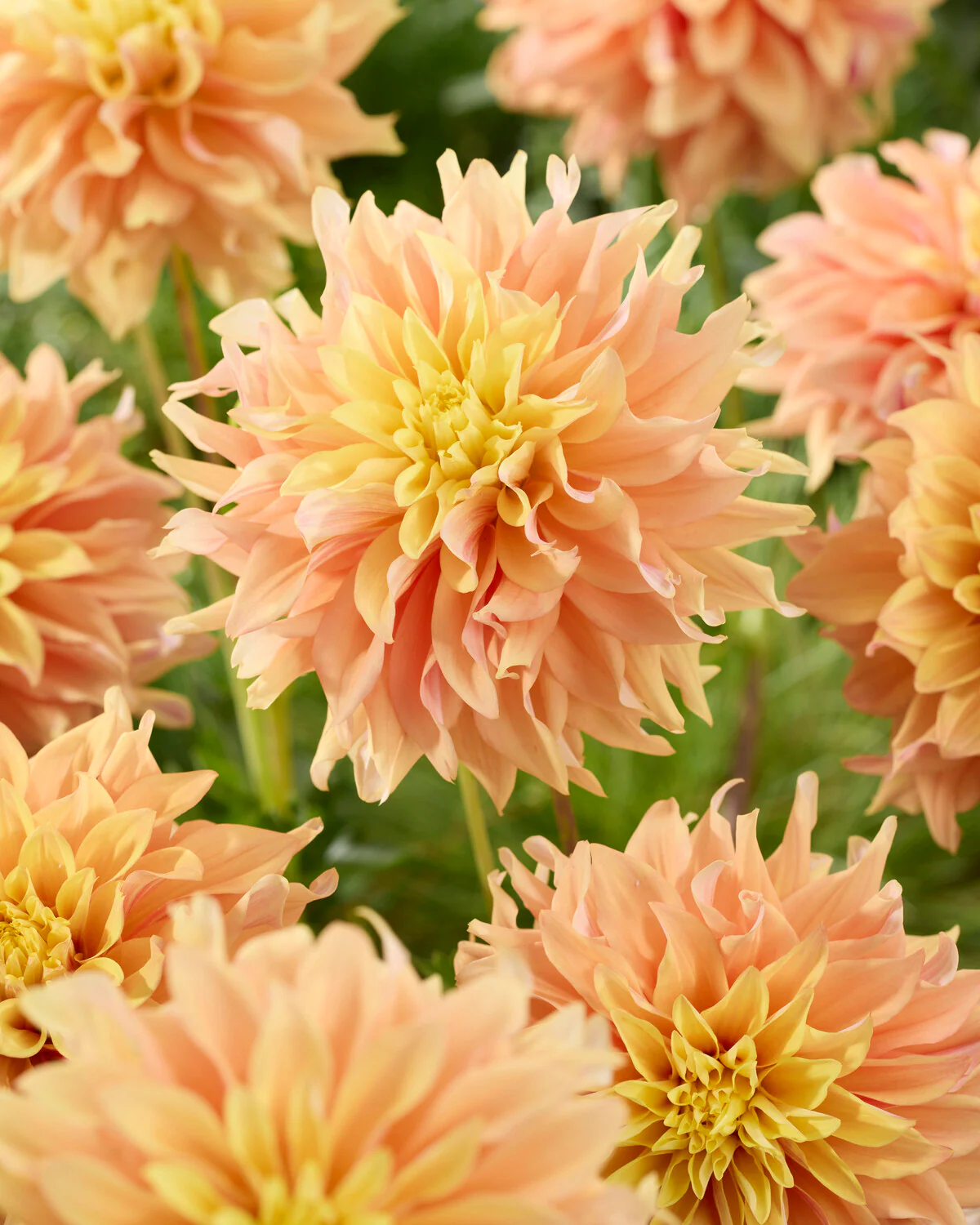 Dahlia 'Tyrell' - Image 3