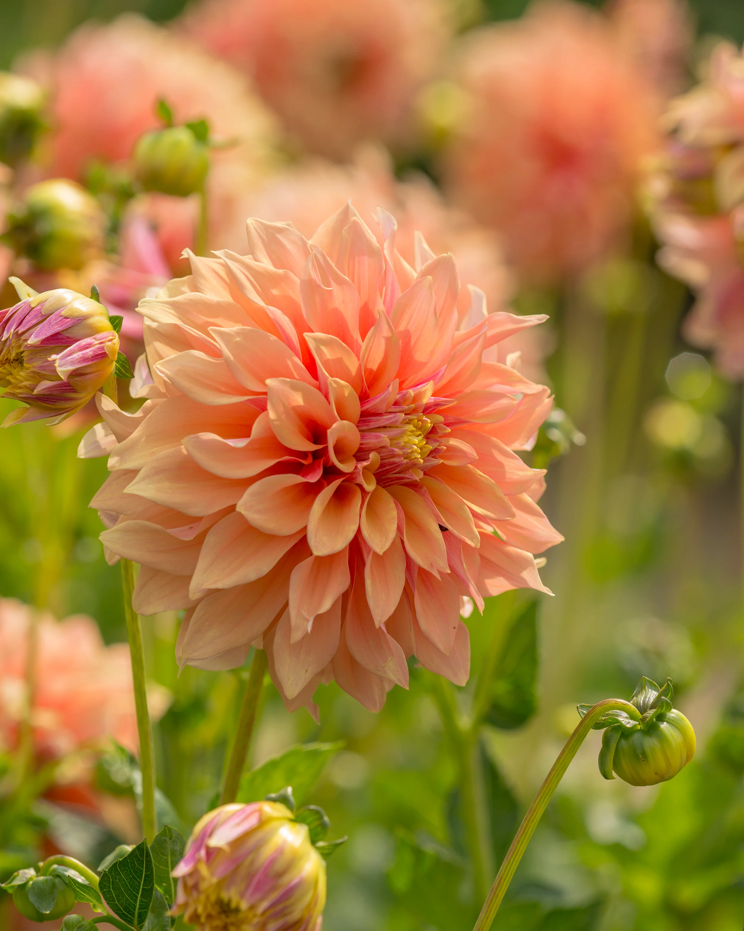 Dahlia 'Tyrell' - Image 7