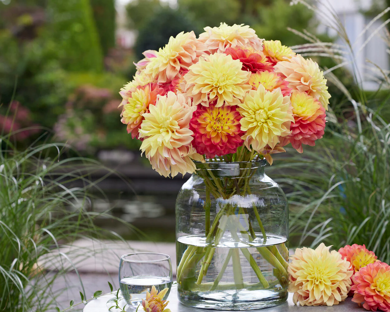 Dahlia 'Tyrell' - Image 8