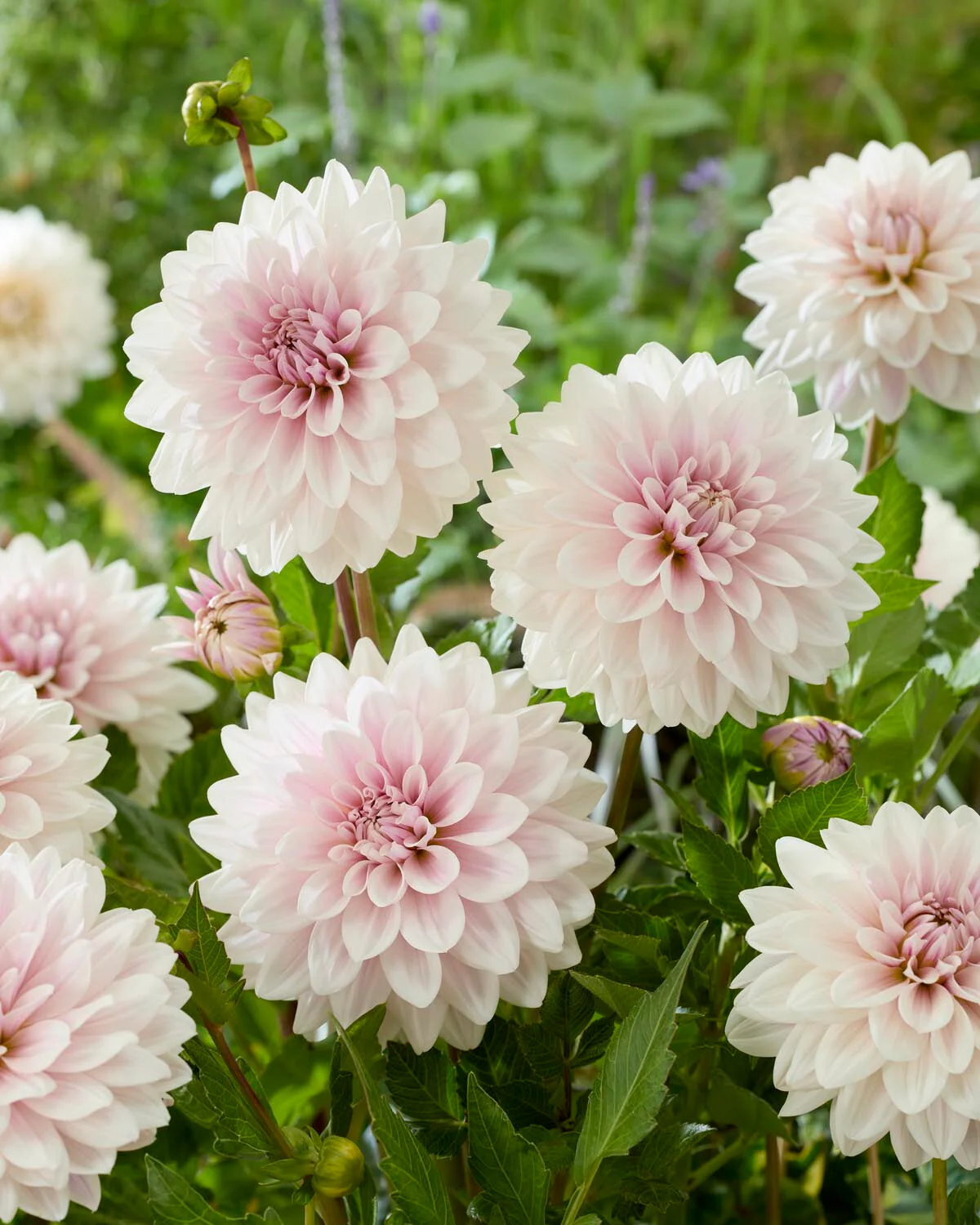 Dahlia 'Valente' - Image 2