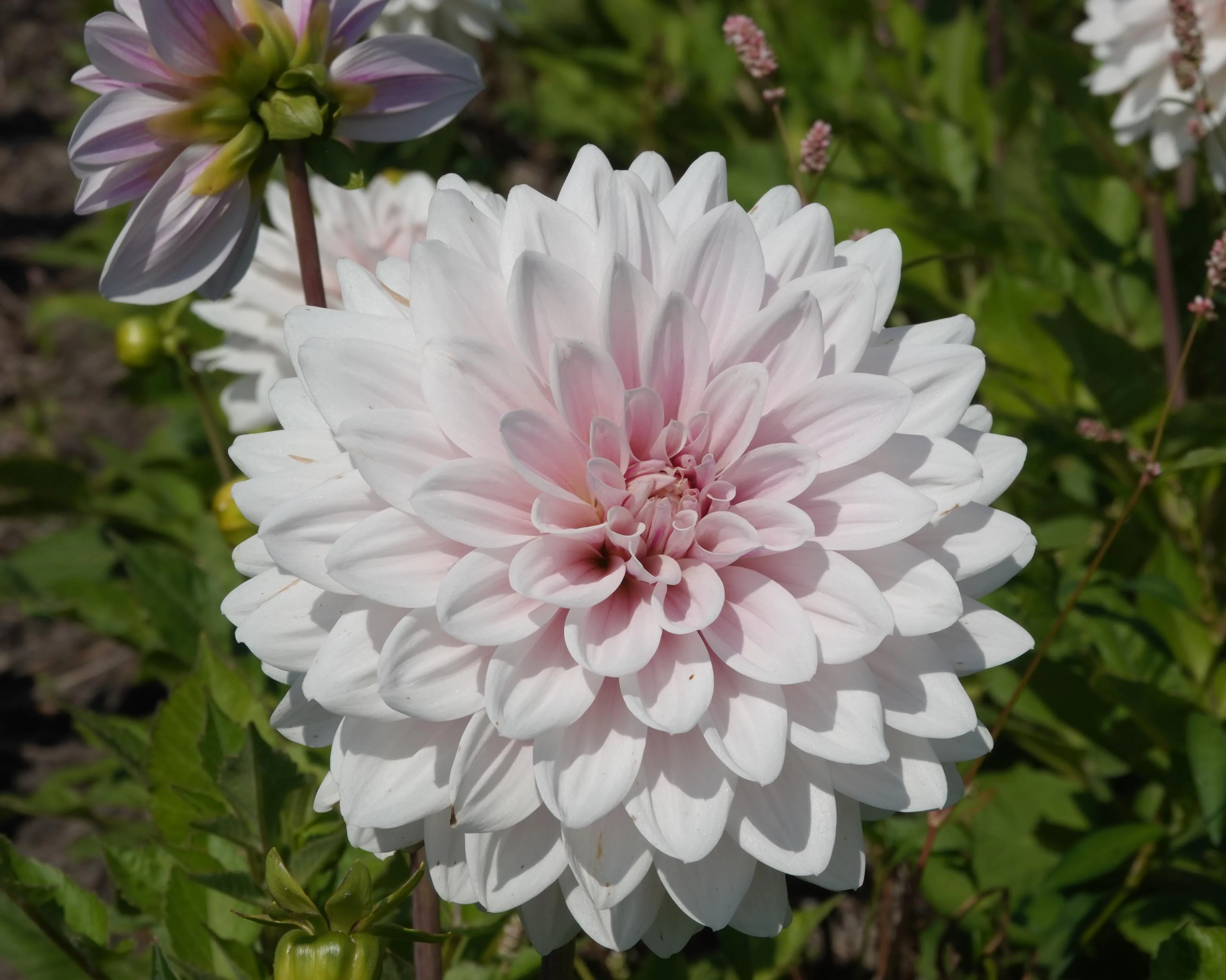 Dahlia 'Valente' - Image 3
