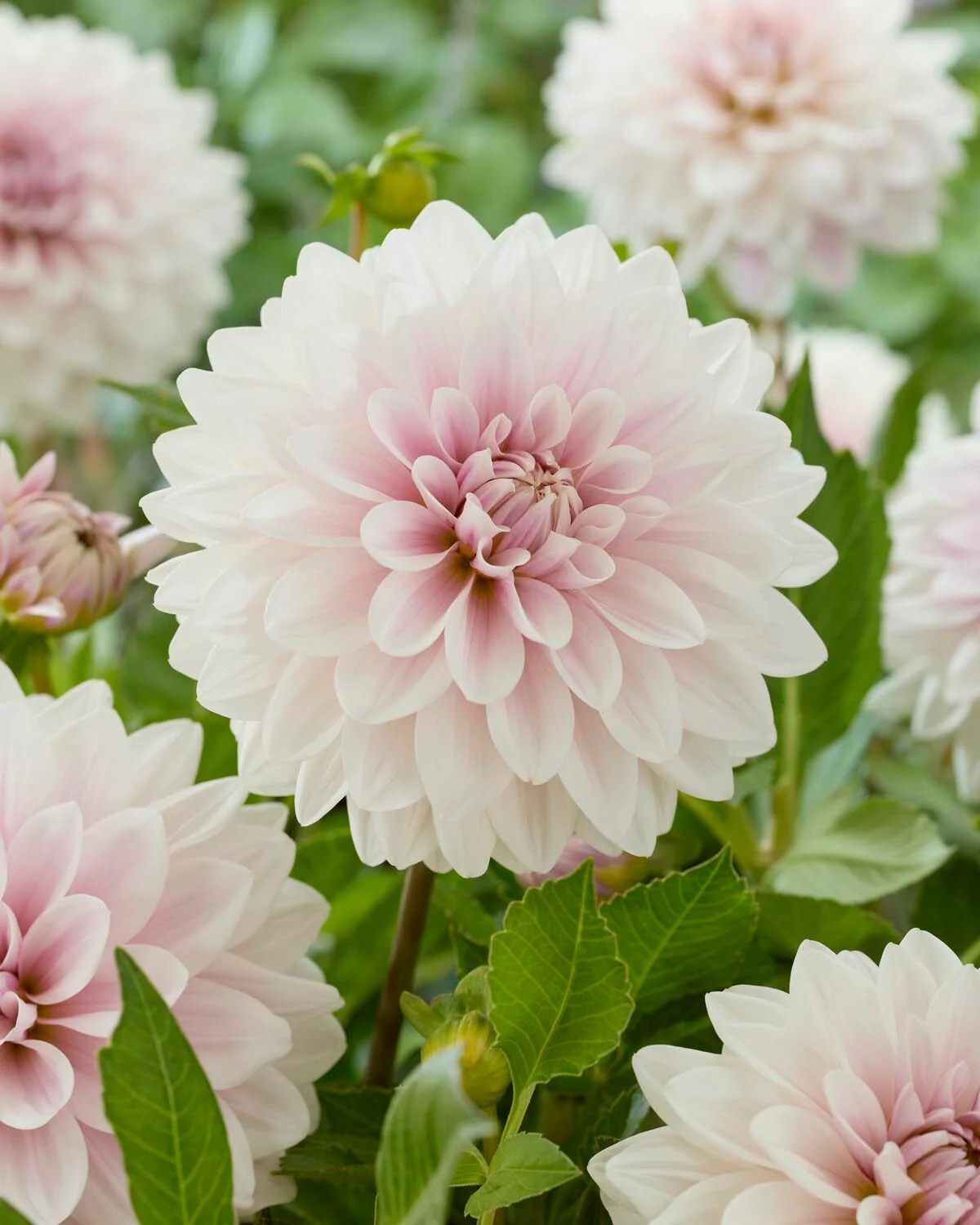 Dahlia 'Valente' - Image 4