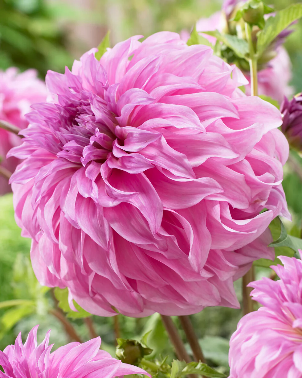 Dahlia 'Vassio Meggos'
