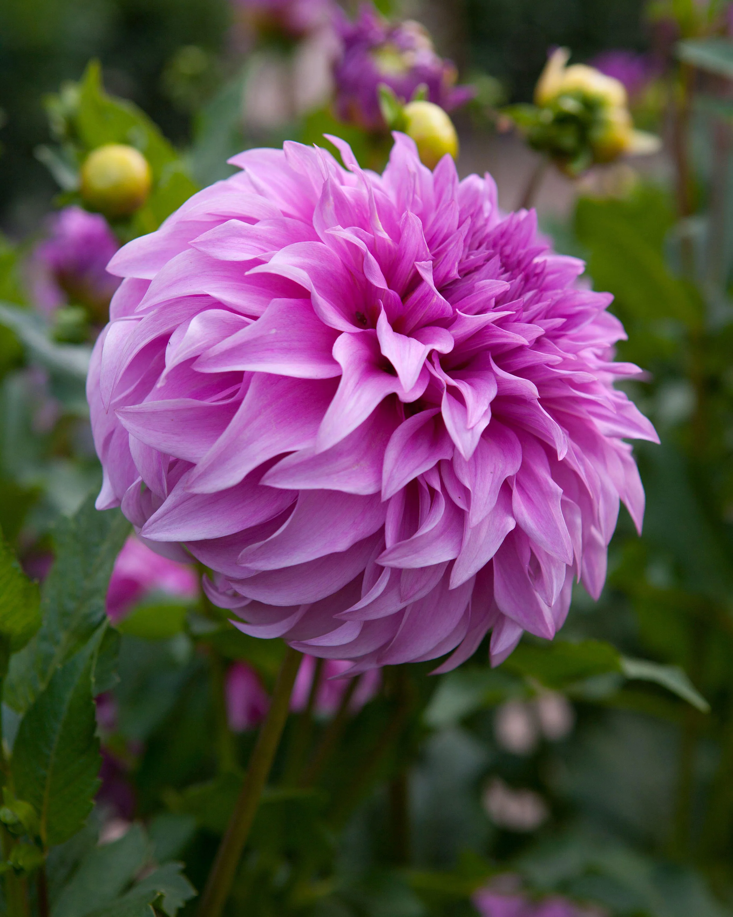 Dahlia 'Vassio Meggos' - Image 11