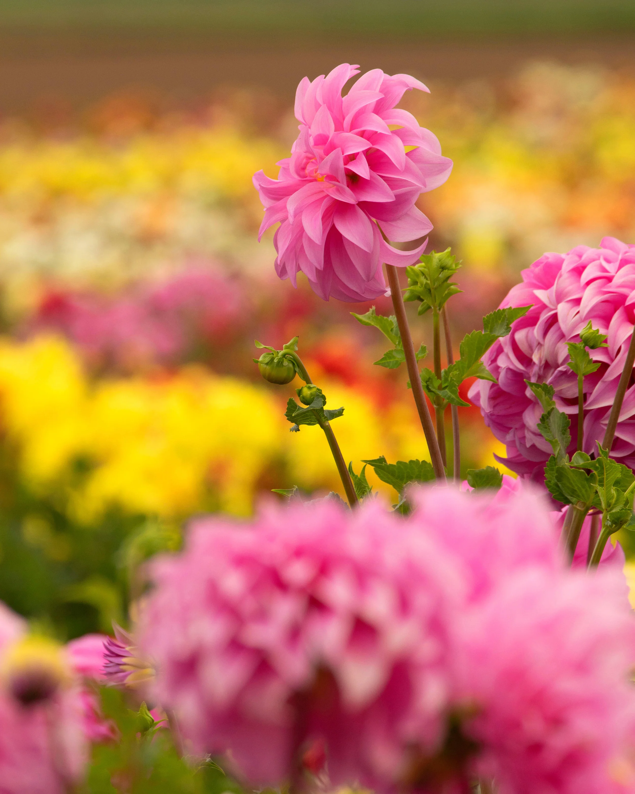 Dahlia 'Vassio Meggos' - Image 12