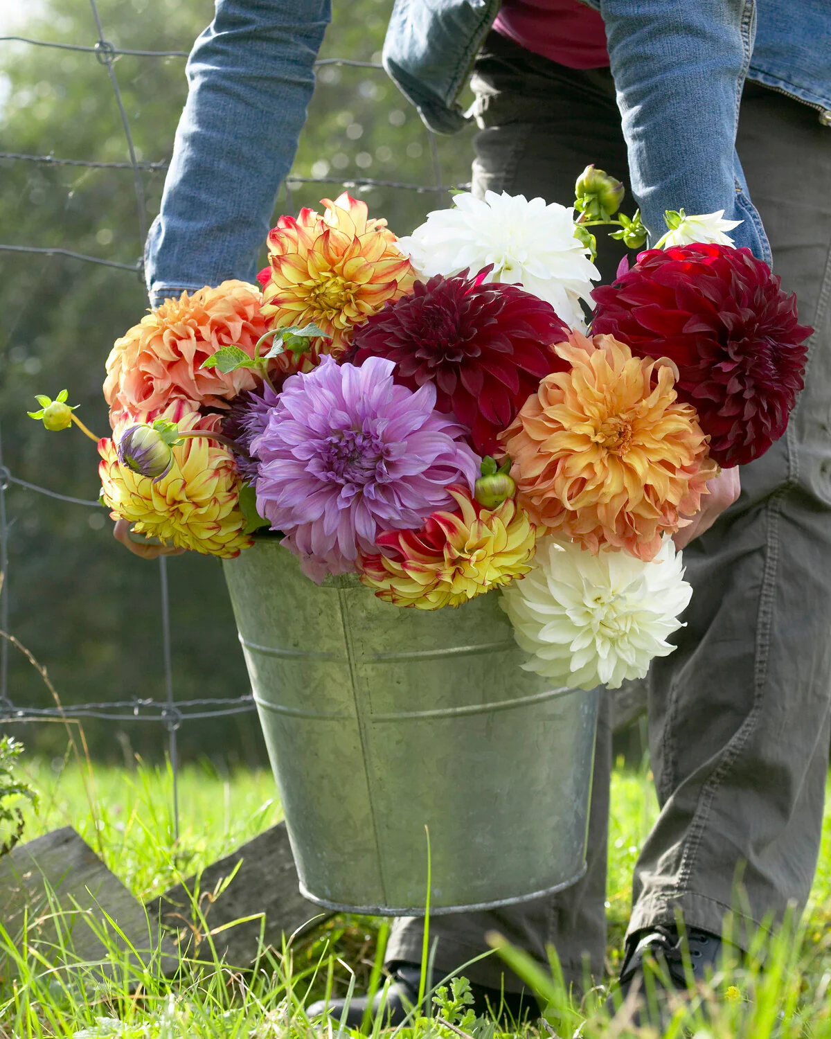 Dahlia 'Vassio Meggos' - Image 6