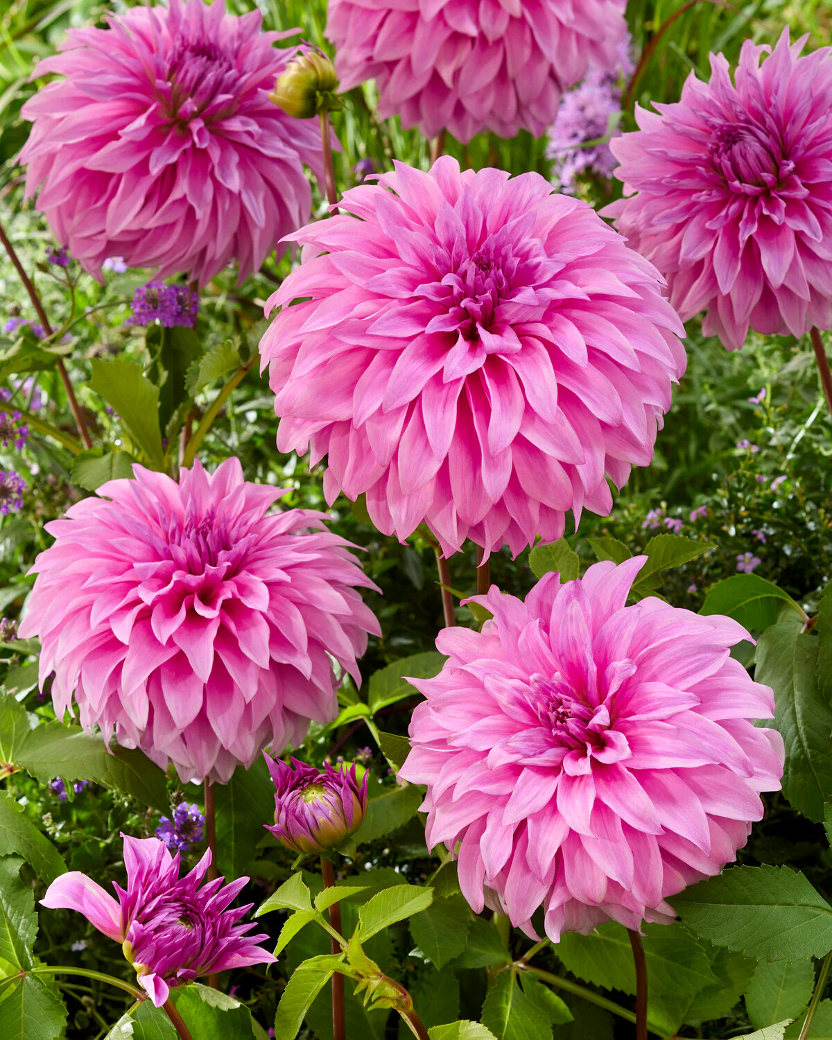 Dahlia 'Vassio Meggos' - Image 7