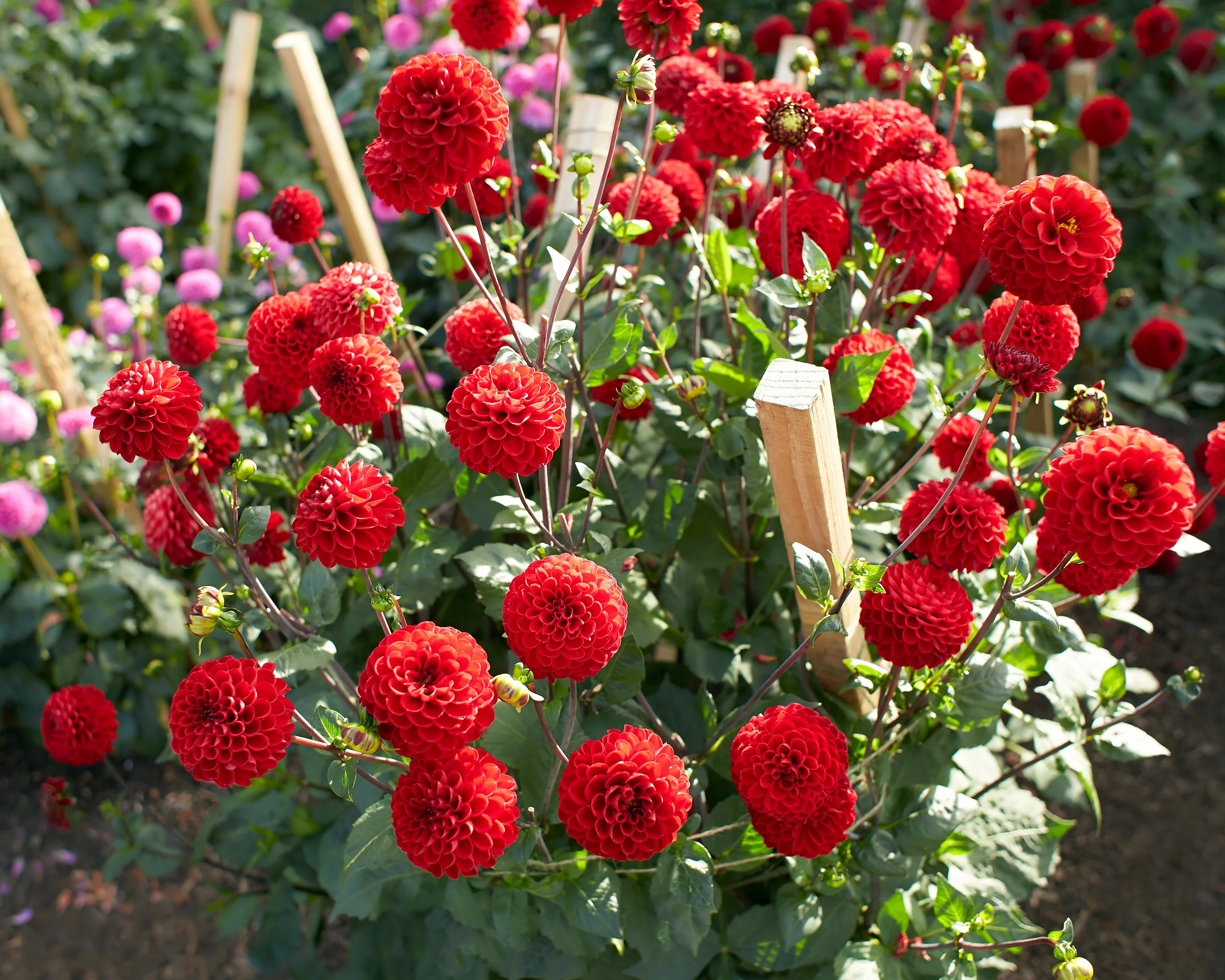 Dahlia 'Viking' - Image 2