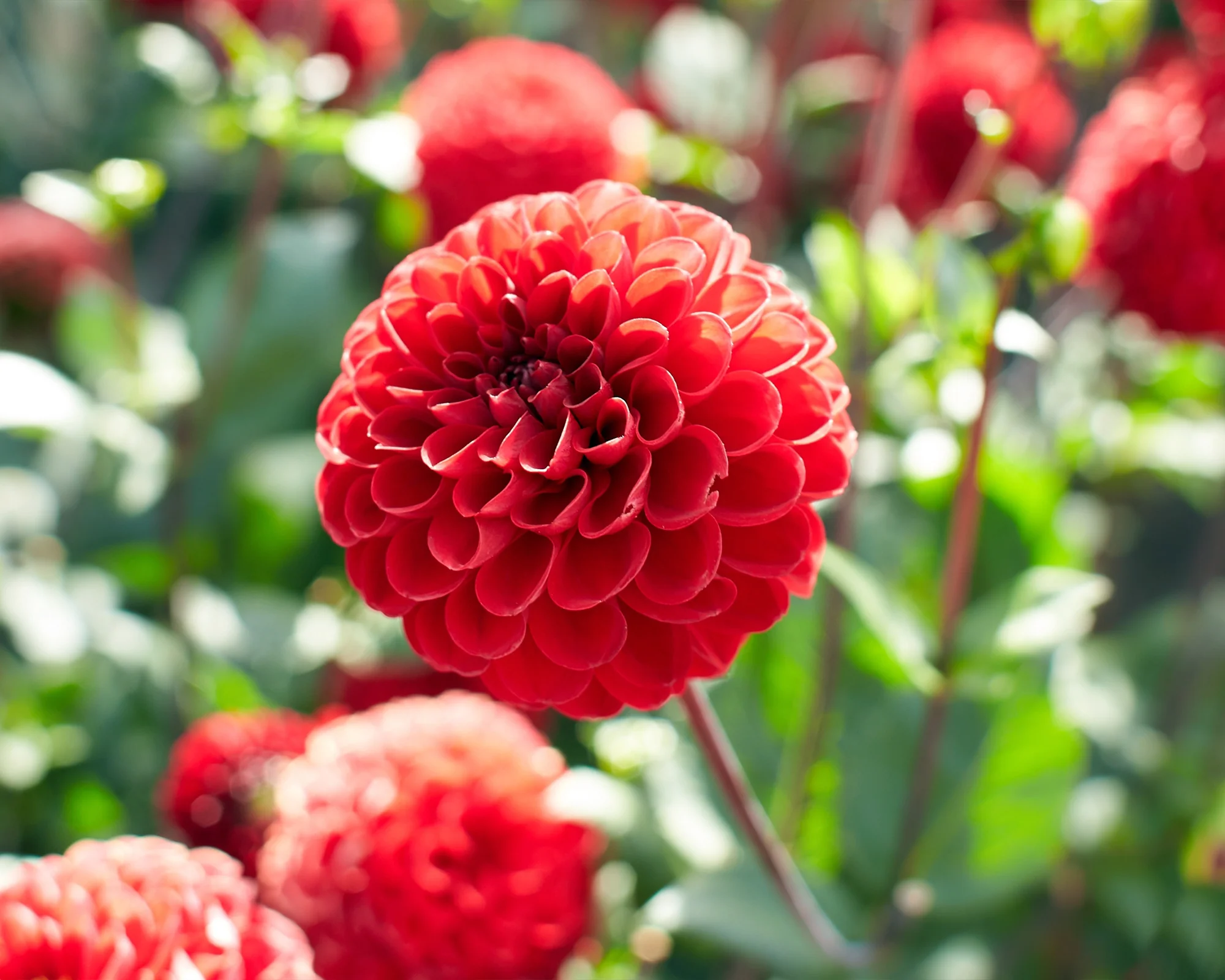Dahlia 'Viking' - Image 6