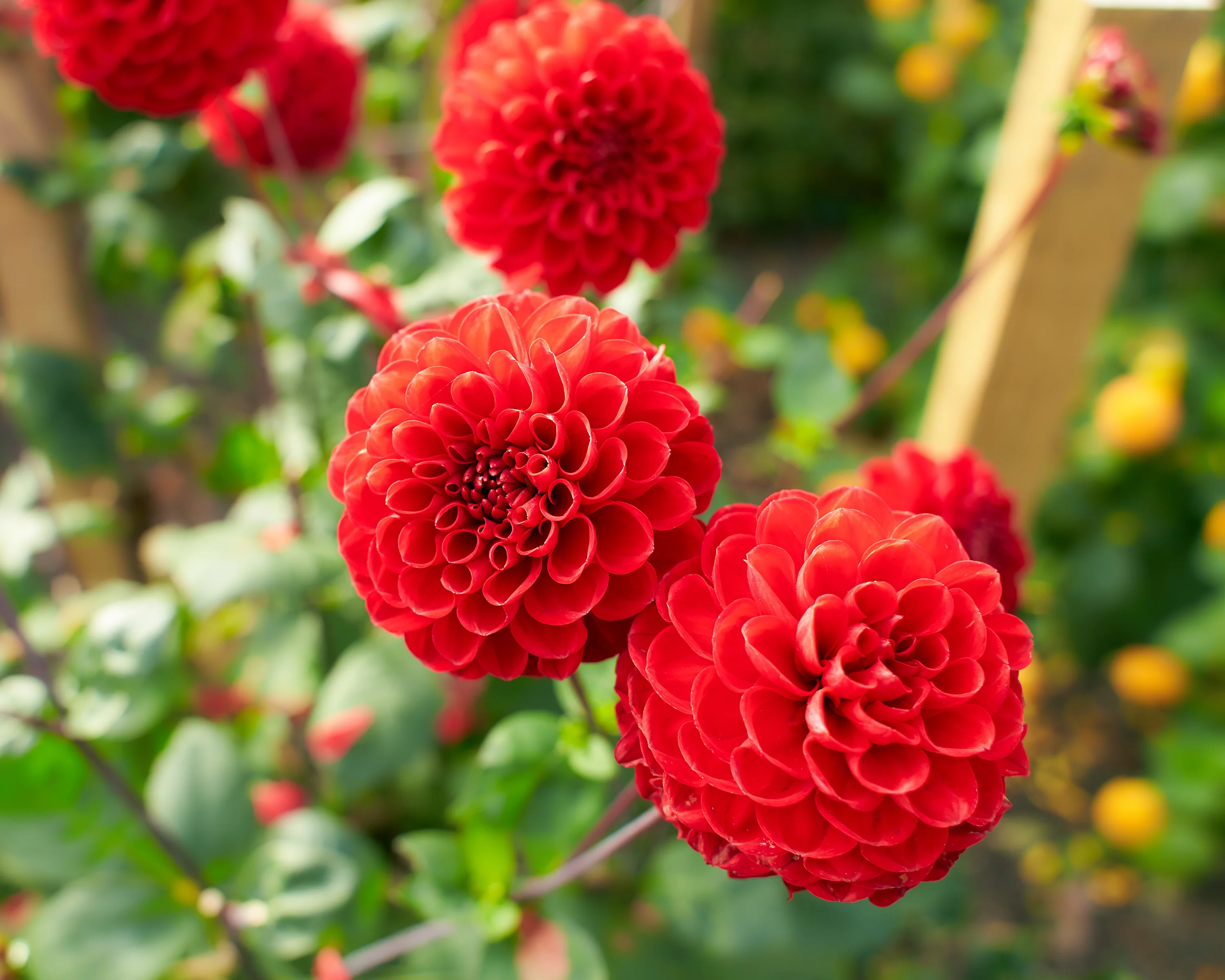 Dahlia 'Viking' - Image 7