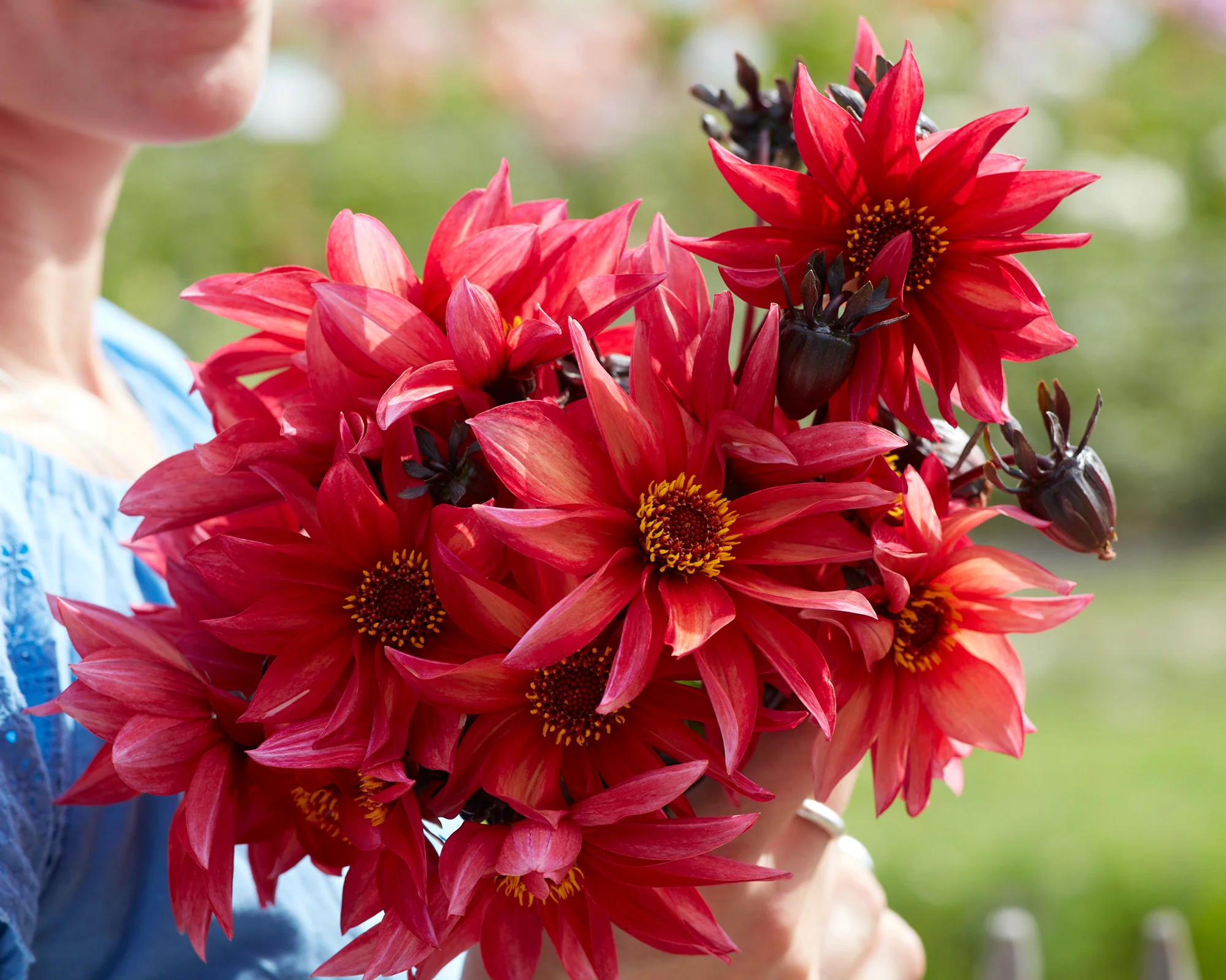 Dahlia 'Waltzing Mathilda' - Image 2