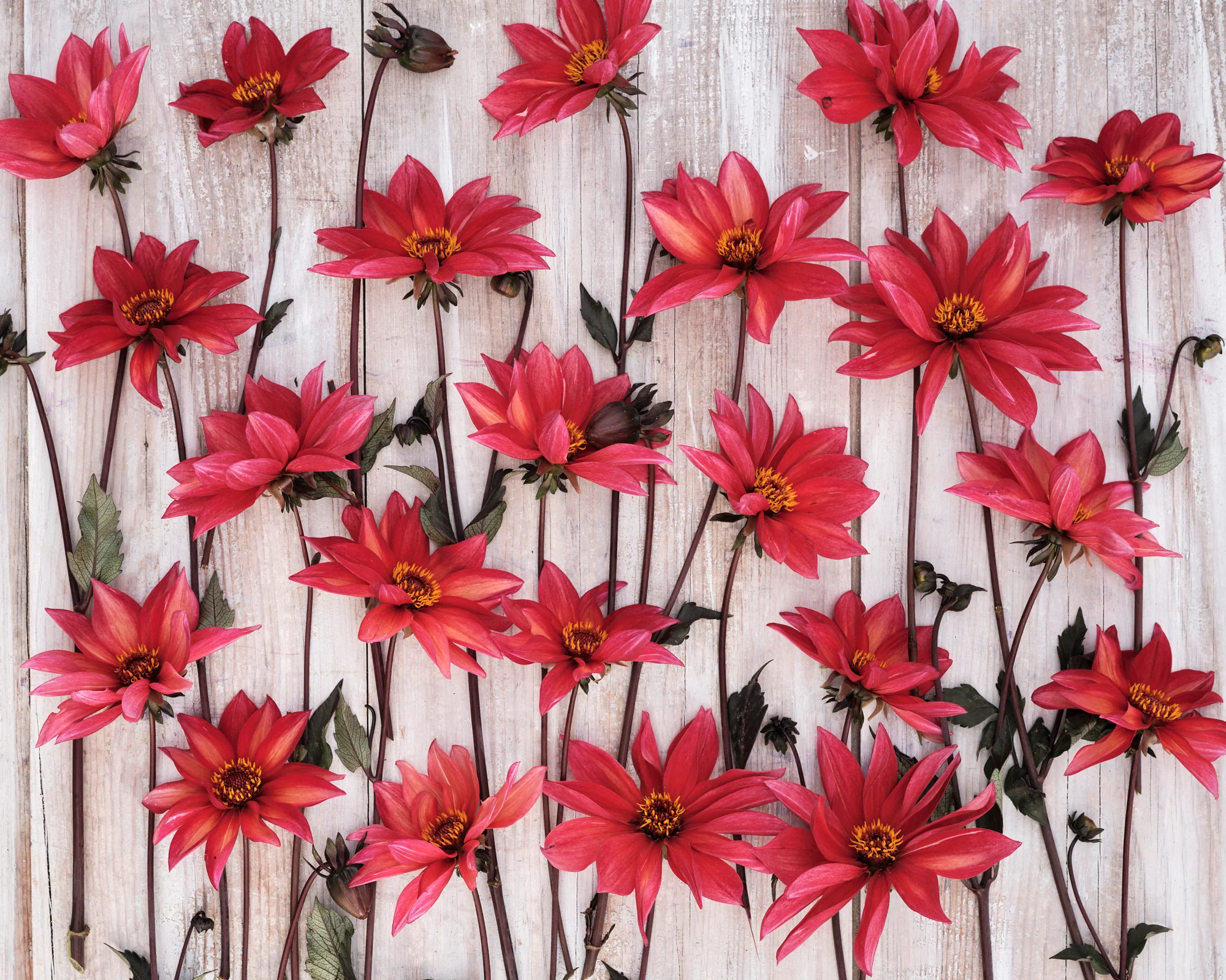 Dahlia 'Waltzing Mathilda' - Image 3