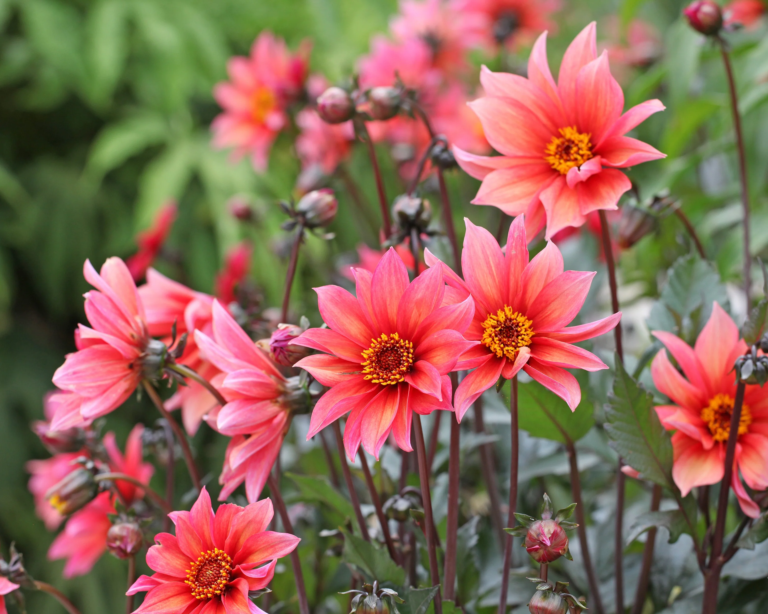 Dahlia 'Waltzing Mathilda' - Image 6