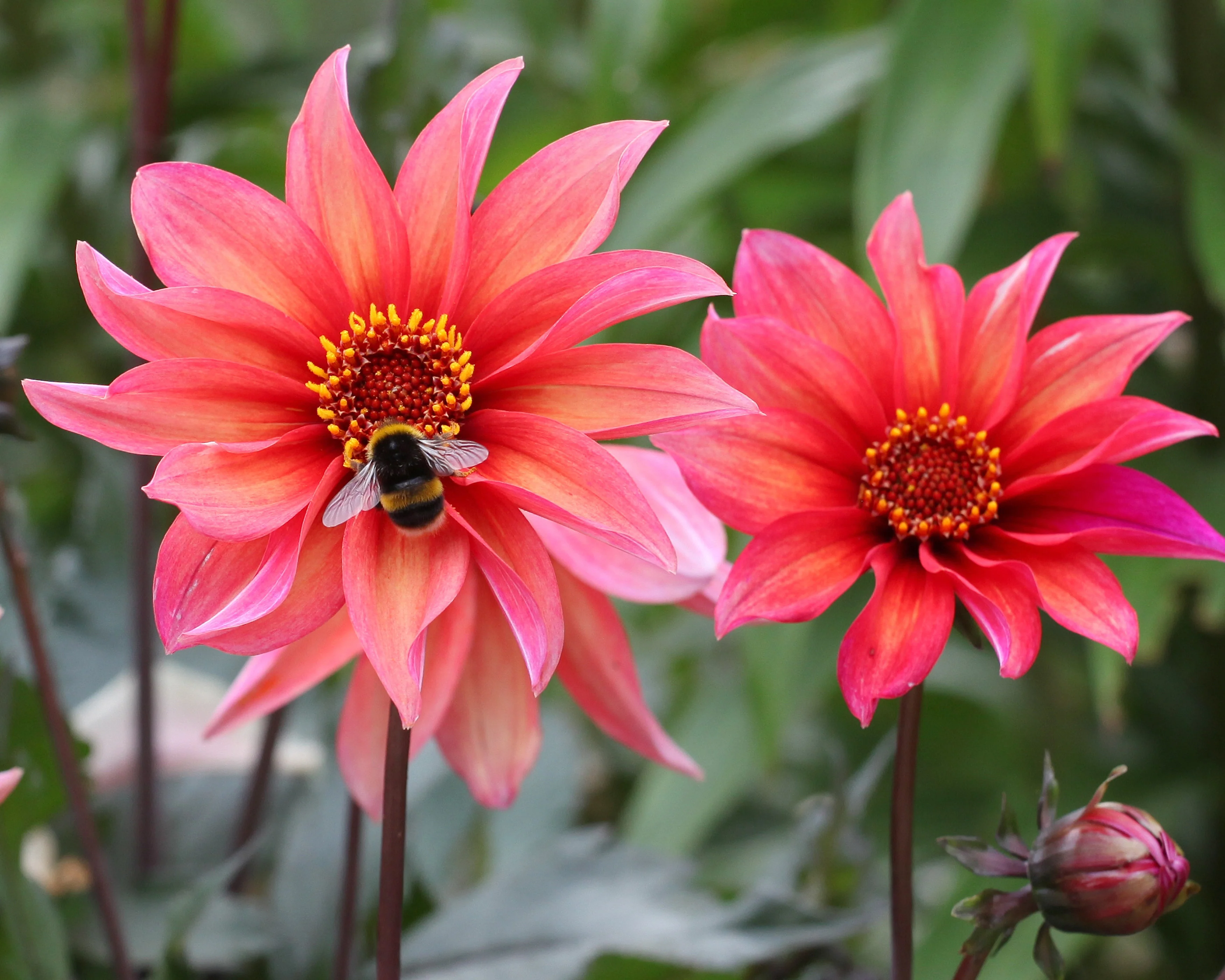 Dahlia 'Waltzing Mathilda' - Image 7