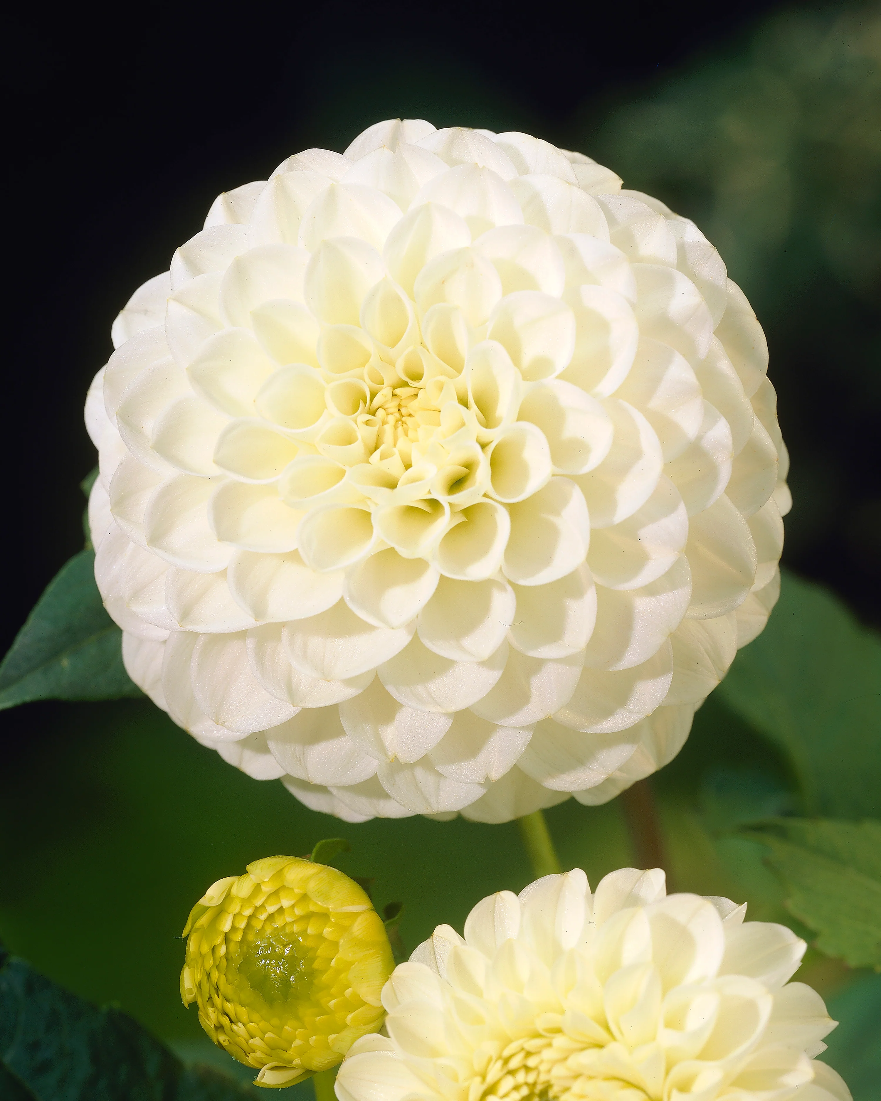 Dahlia 'White Aster' - Image 3