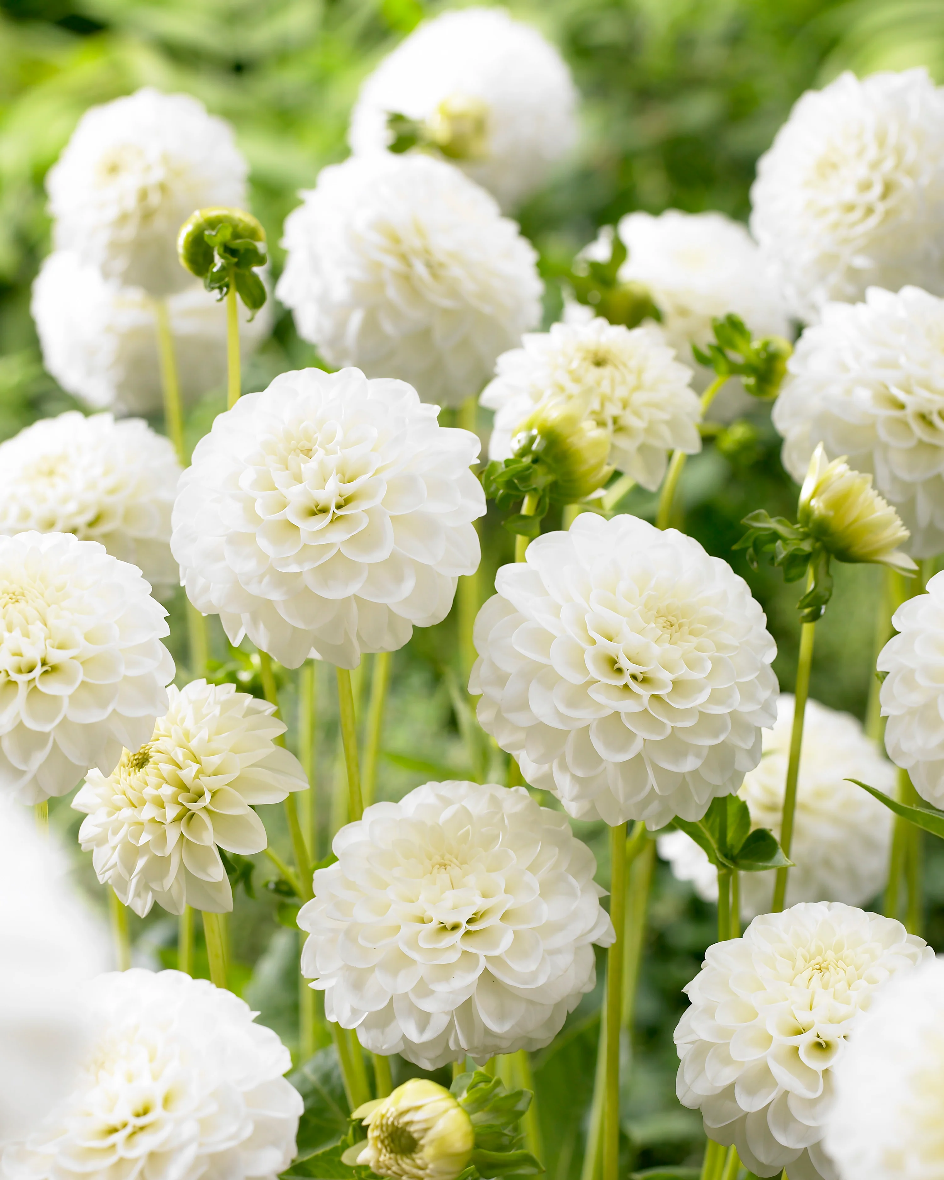 Dahlia 'White Aster' - Image 5