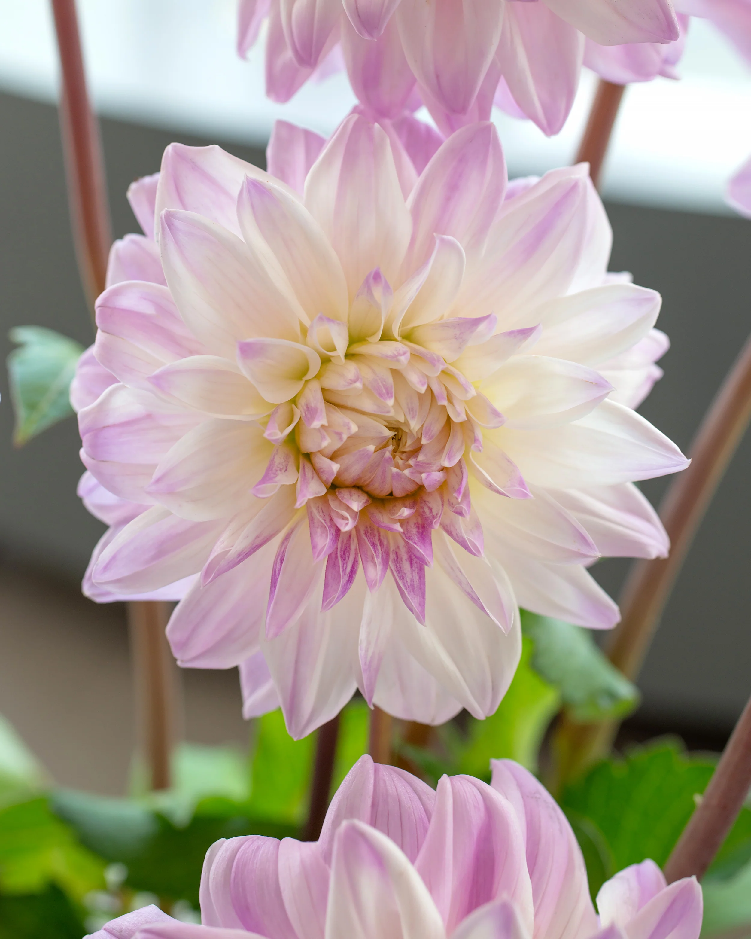 Dahlia 'Who Me' - Image 2