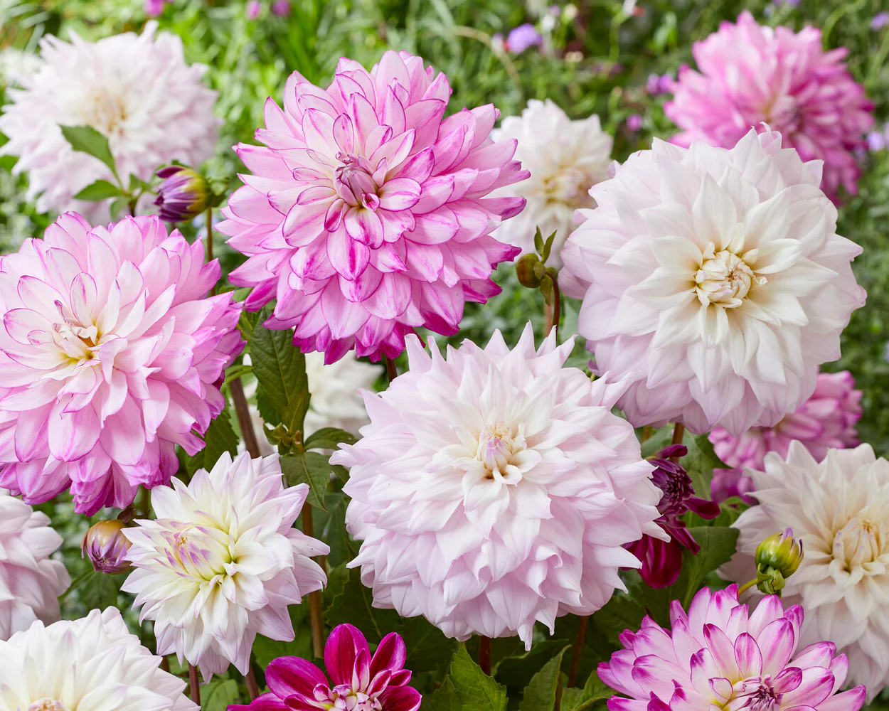 Dahlia 'Who Me' - Image 4
