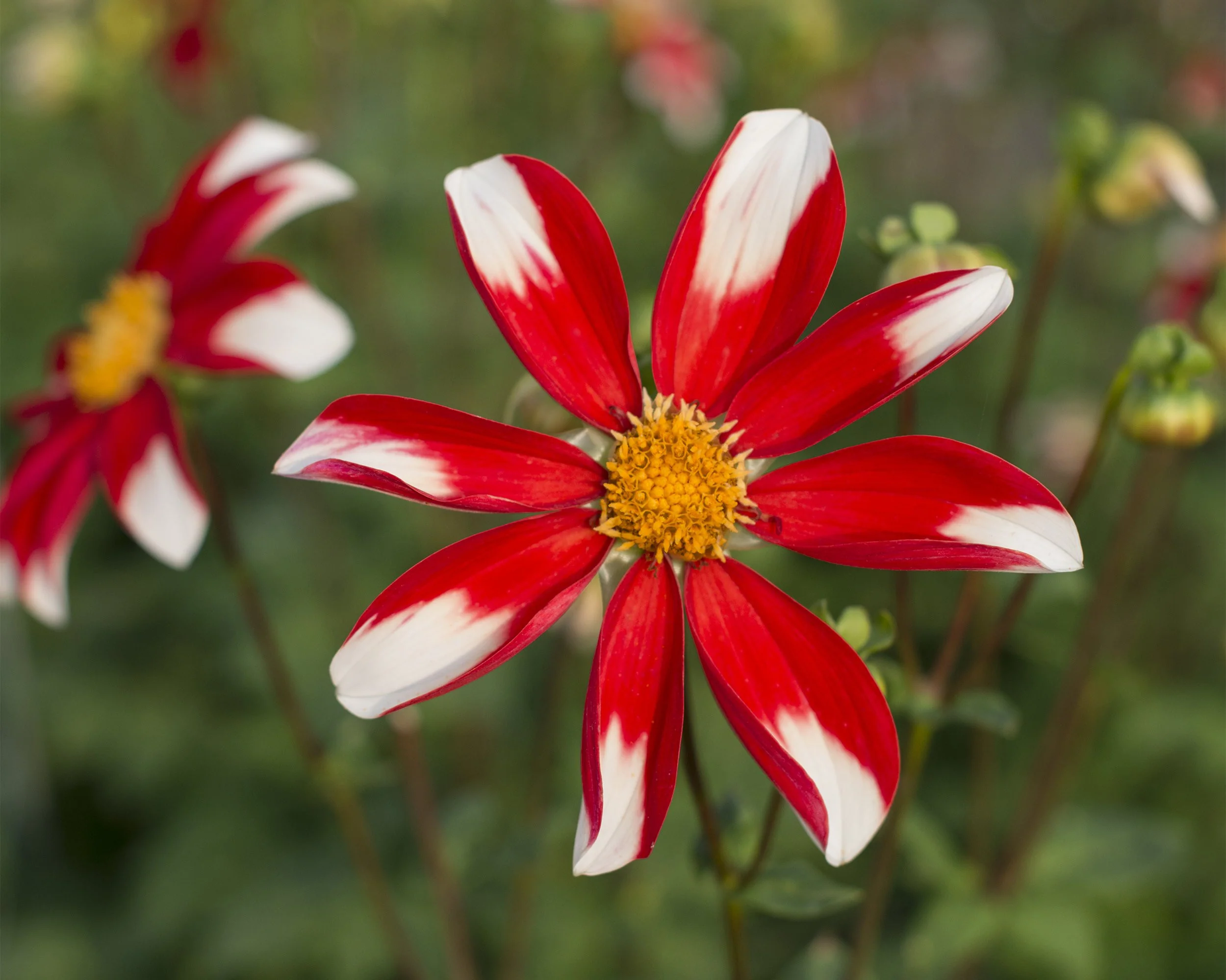 Dahlia 'Windmill' - Image 2