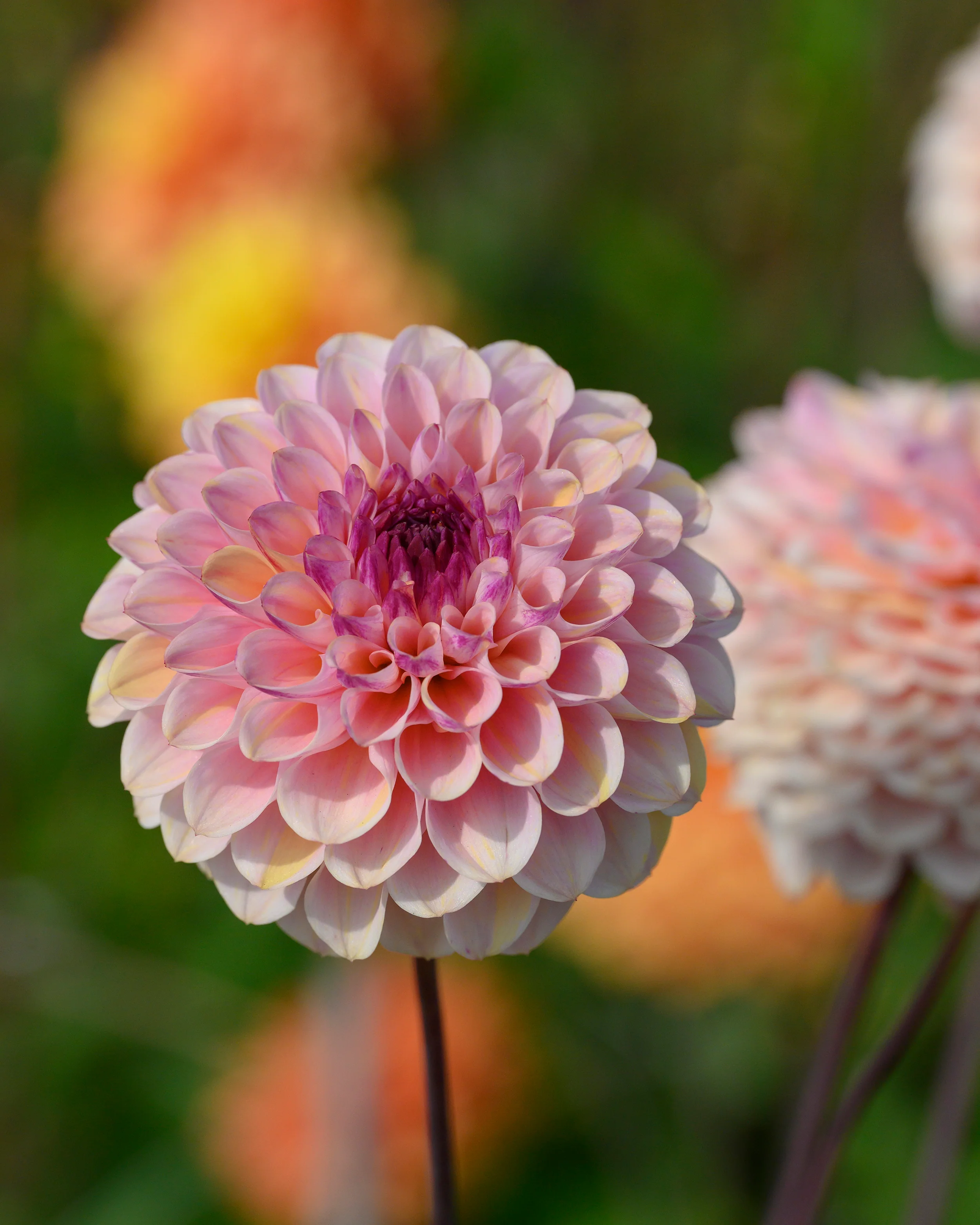 Dahlia 'Wine Eyed Jill' - Image 10