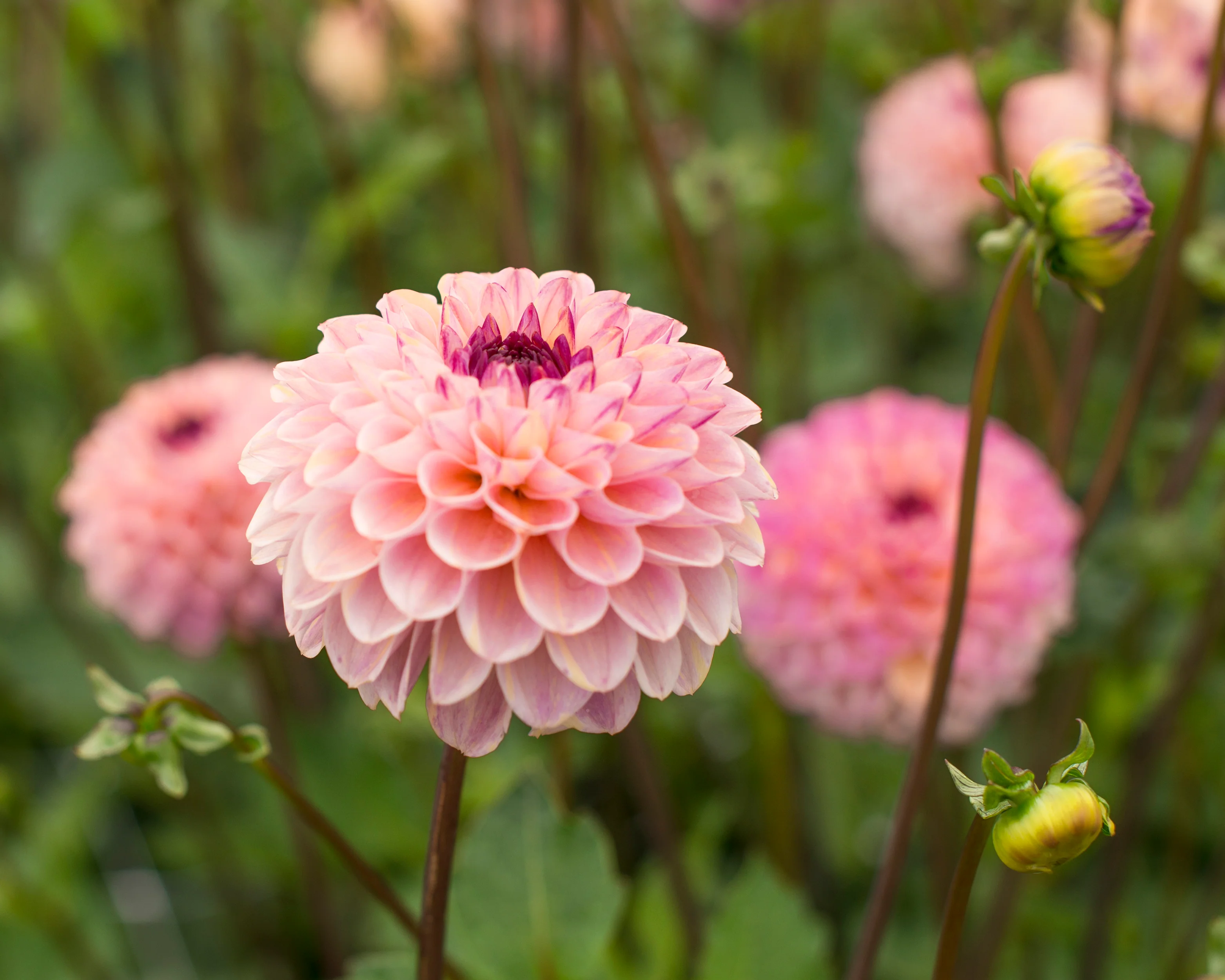 Dahlia 'Wine Eyed Jill' - Image 2
