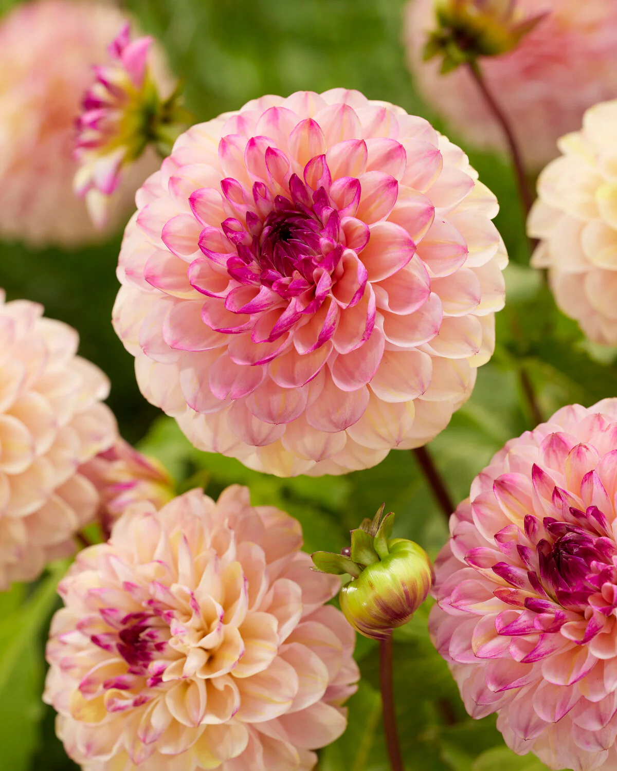 Dahlia 'Wine Eyed Jill' - Image 3